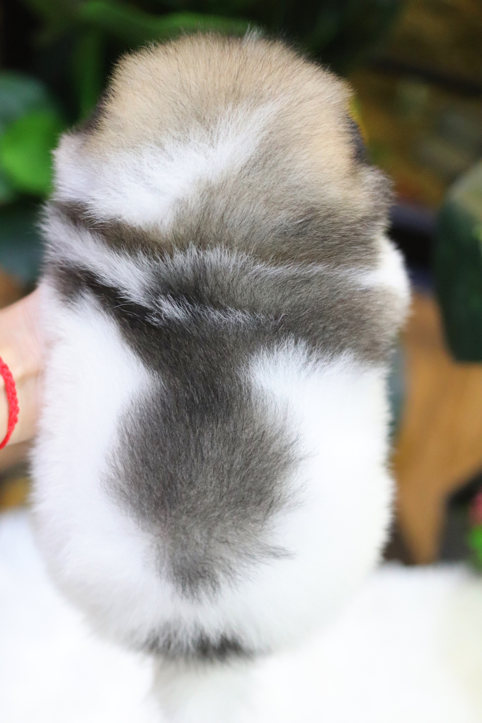 ปอมเมอเรเนียน เพศเมีย สีแฟนซี