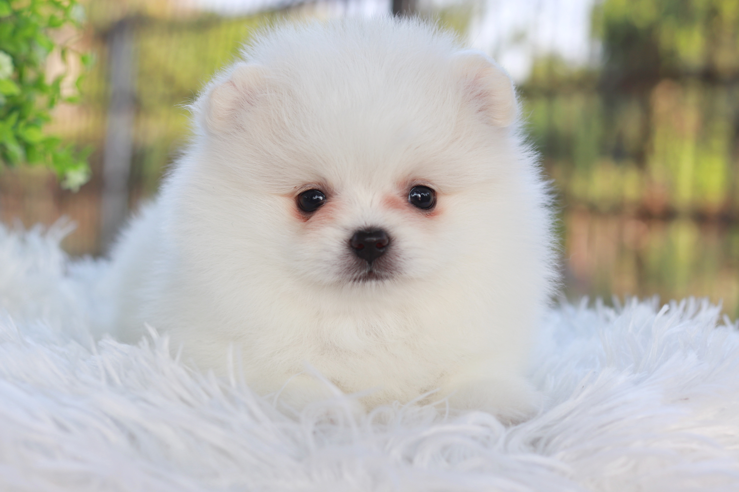 ปอมเมอเรเนียน เพศผู้ขาว