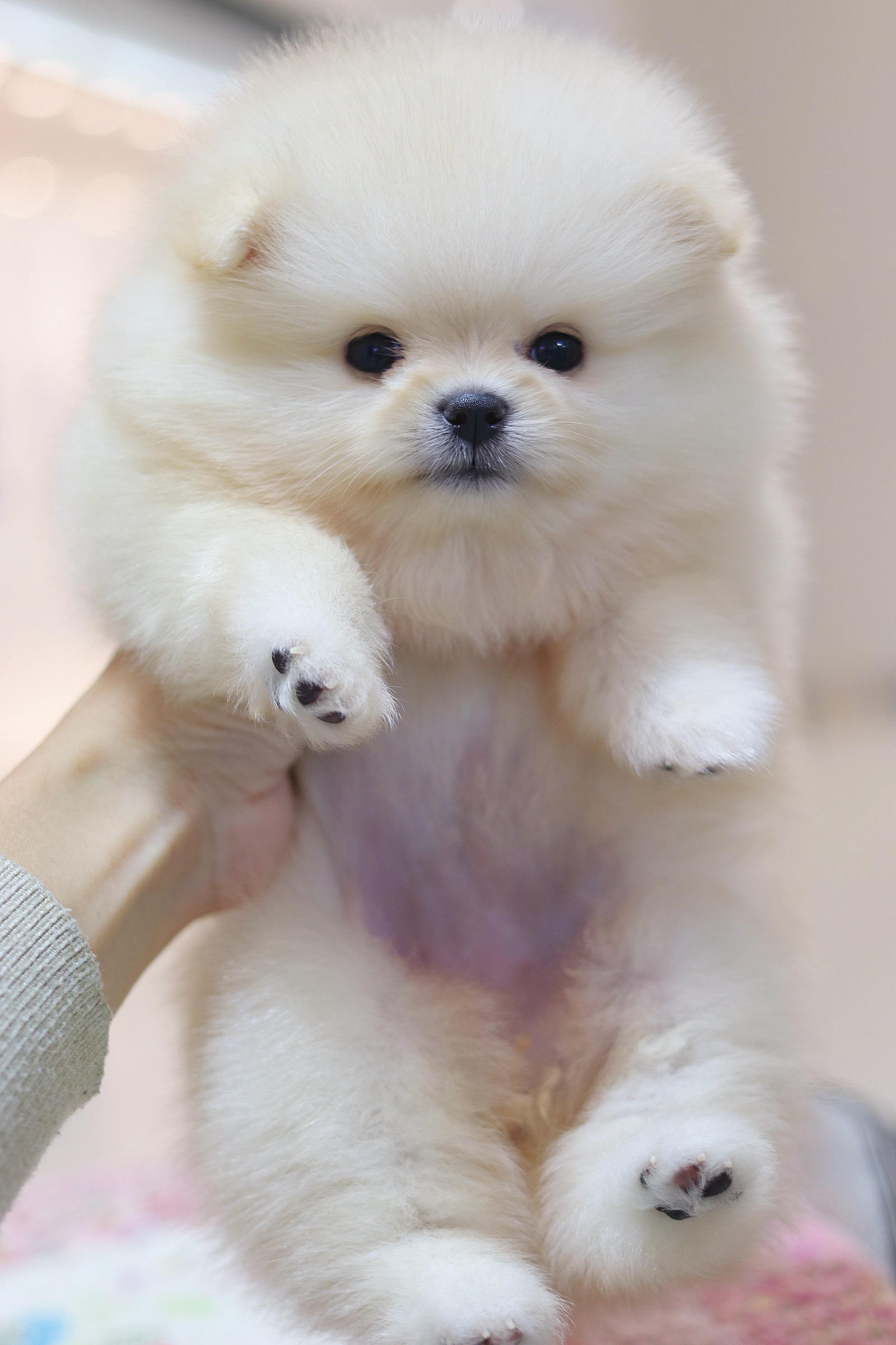 ปอมเมอเรเนียน เพศเมียสีครีม เกรดโชว์