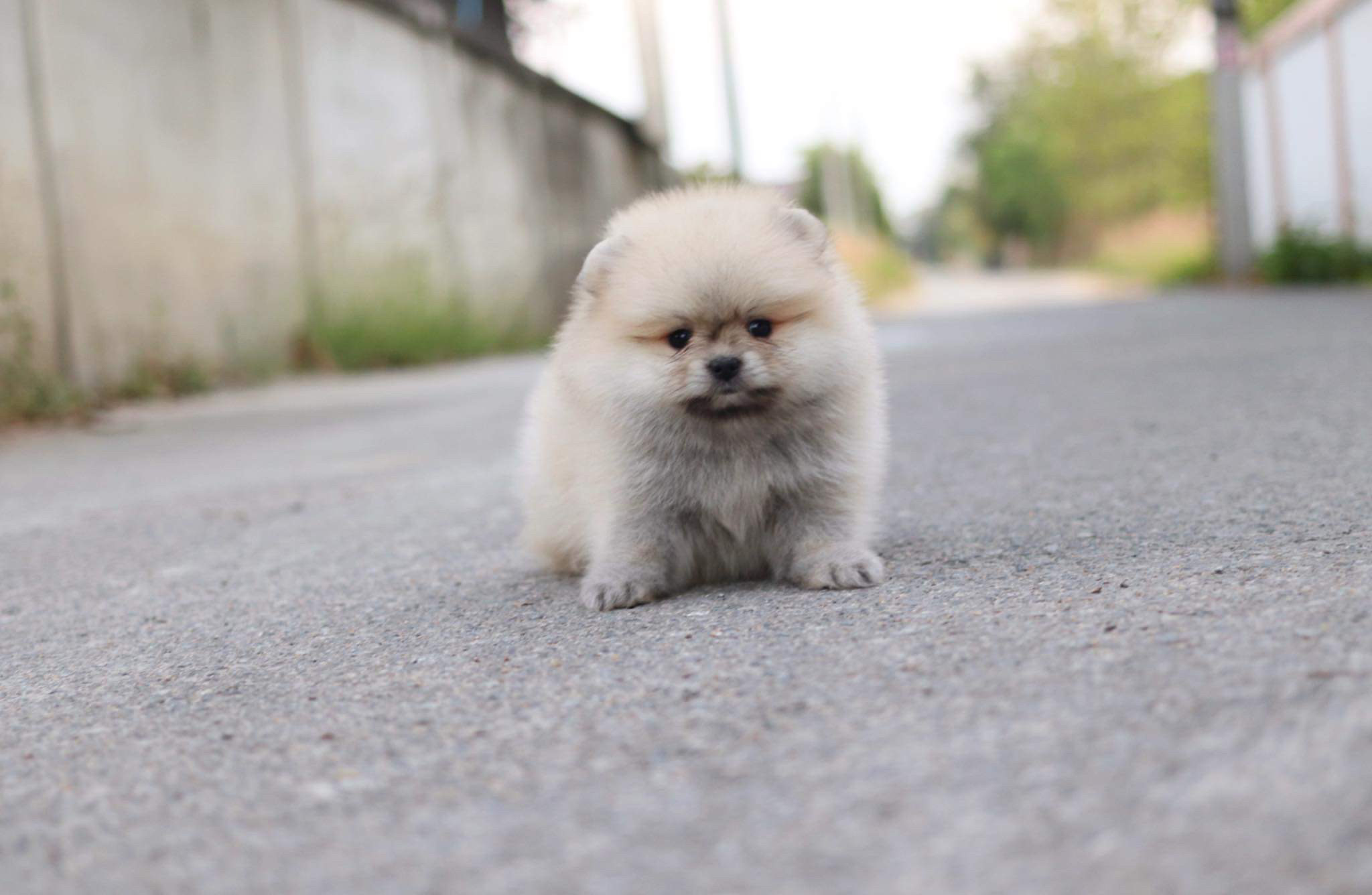 ปอมเมอเรเนียน เพศเมีย