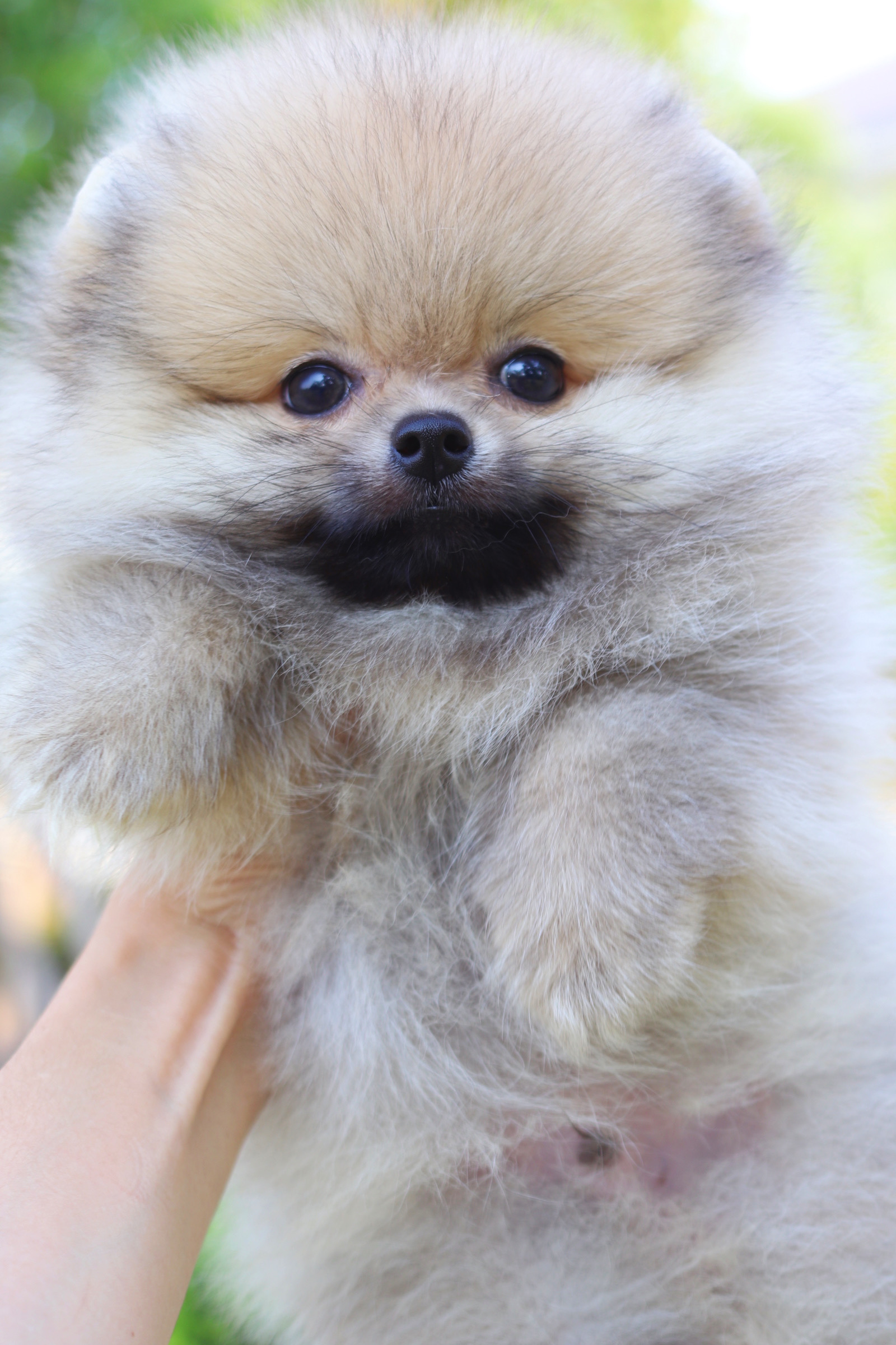 ปอมเมอเรเนียน เพศผู้สีส้ม