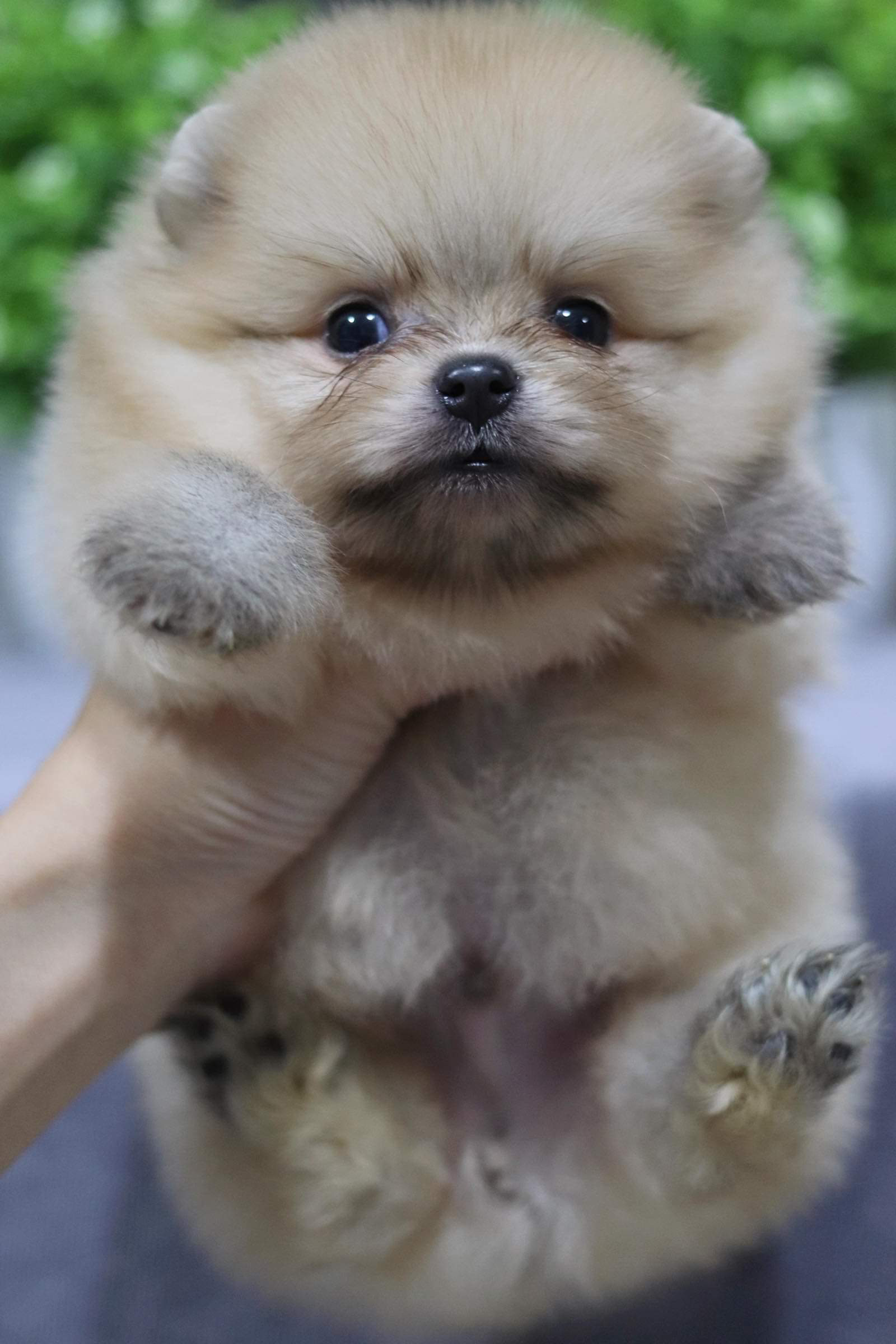 ปอมเมอเรเนียน เพศผู้