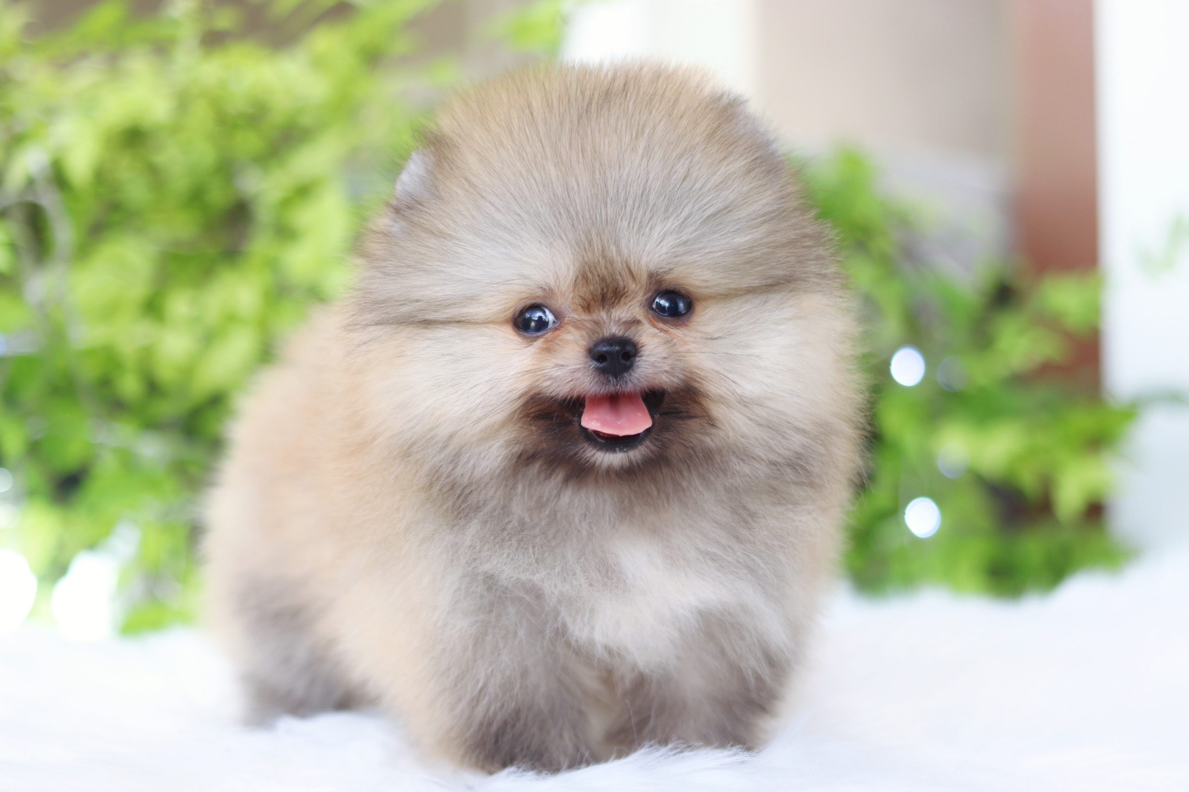 ปอมเมอเรเนียน เพศผู้สีส้ม เกรดโชว์