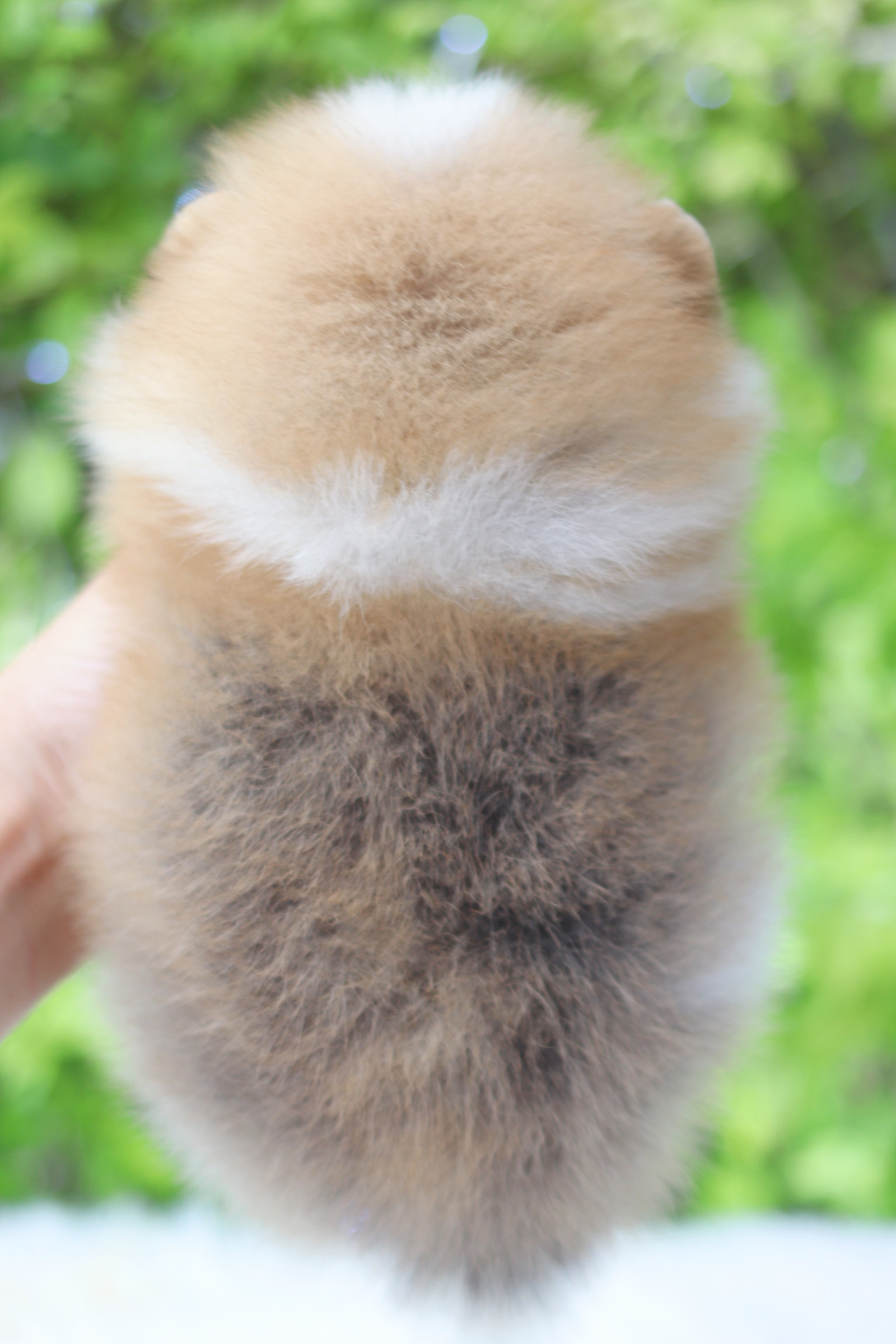 ปอมเมอเรเนียน เพศผู้แฟนซีเกรดโชว์