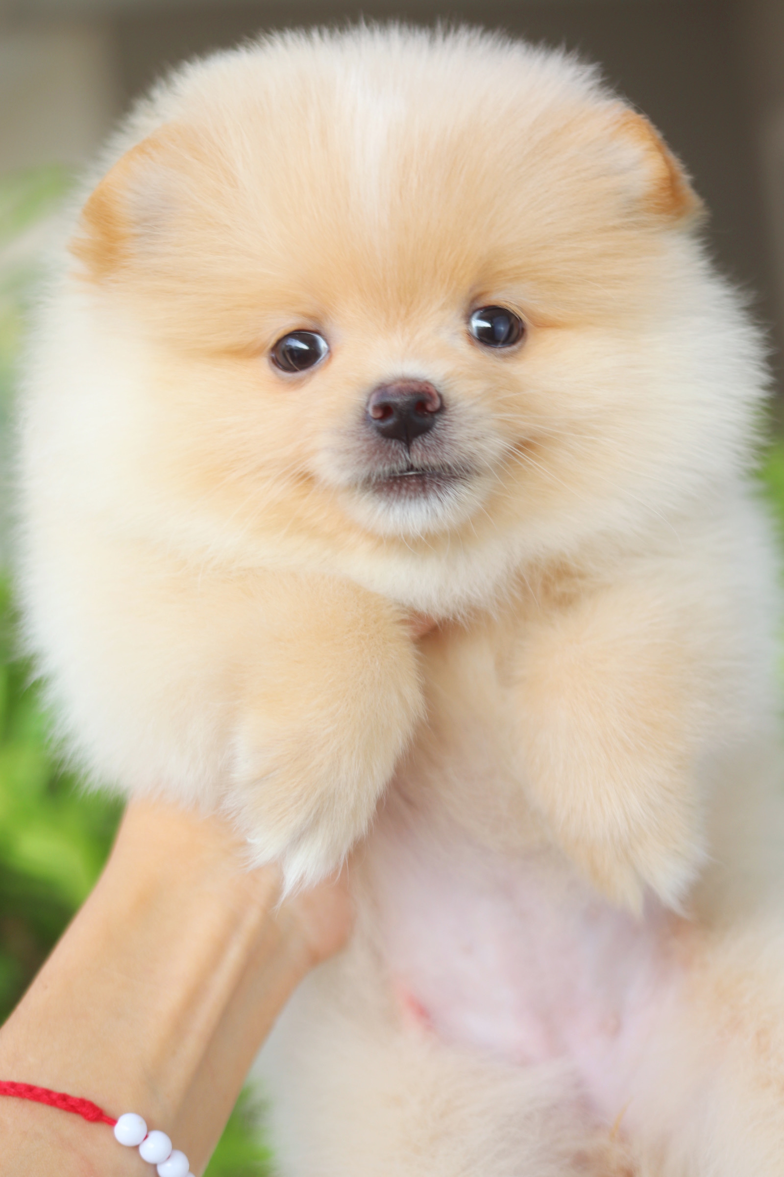 ปอมเมอเรเนียน เพศเมียสีครีม