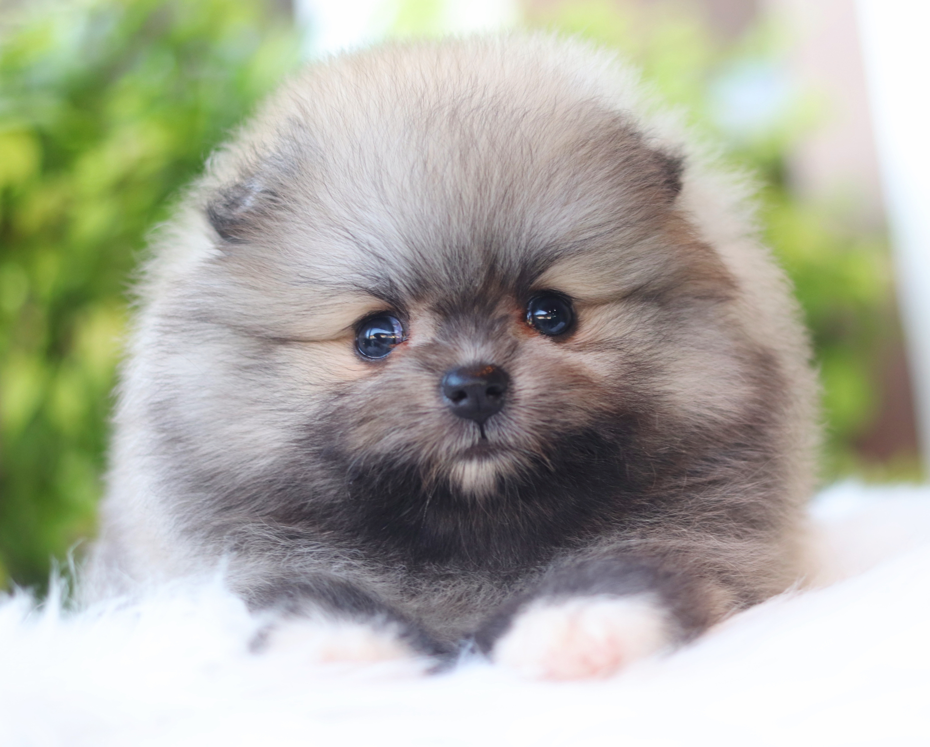 ปอมเมอเรเนียน เพศเมียสีส้ม