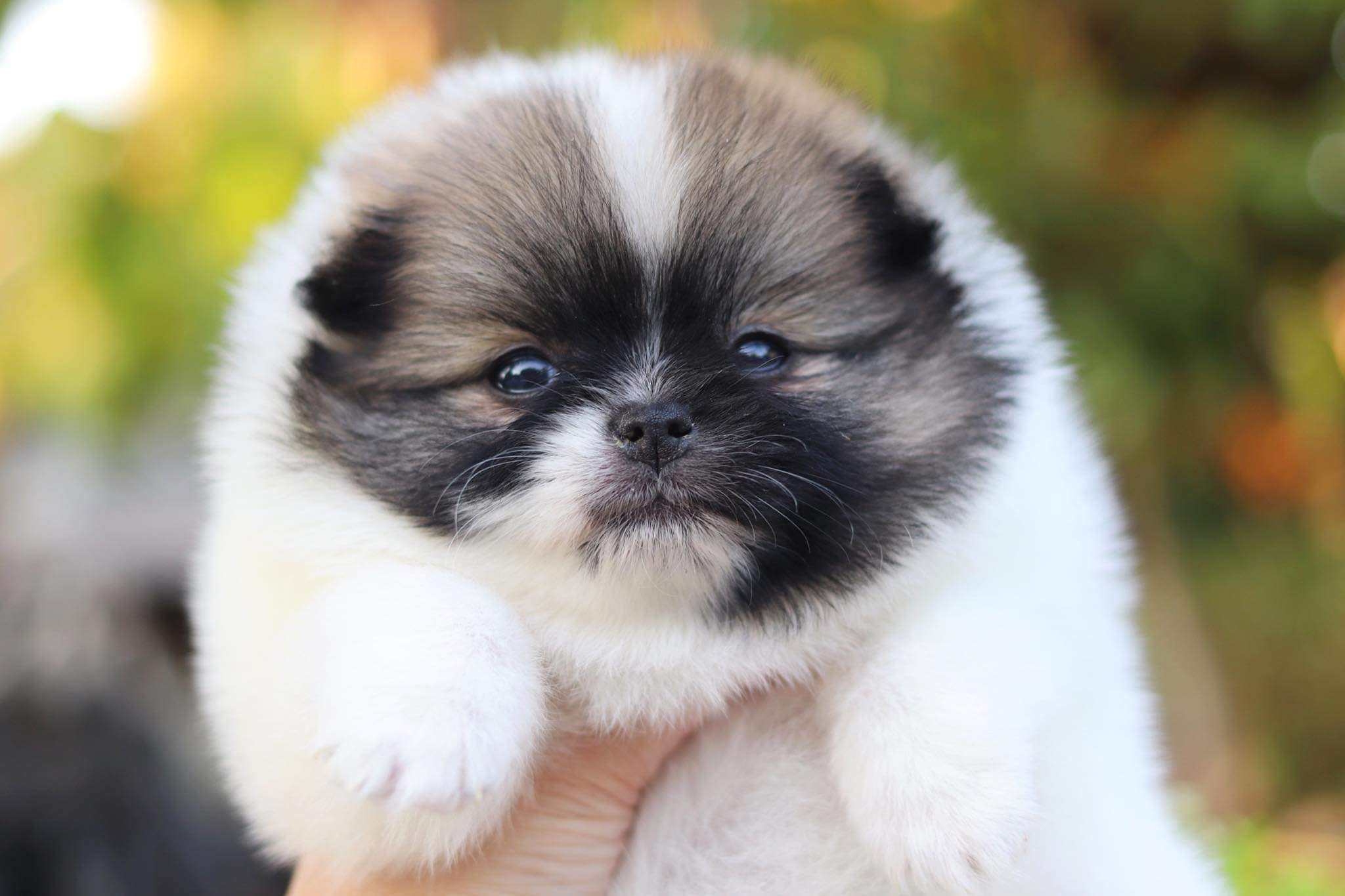 ปอมเมอเรเนียน เพศเมีย