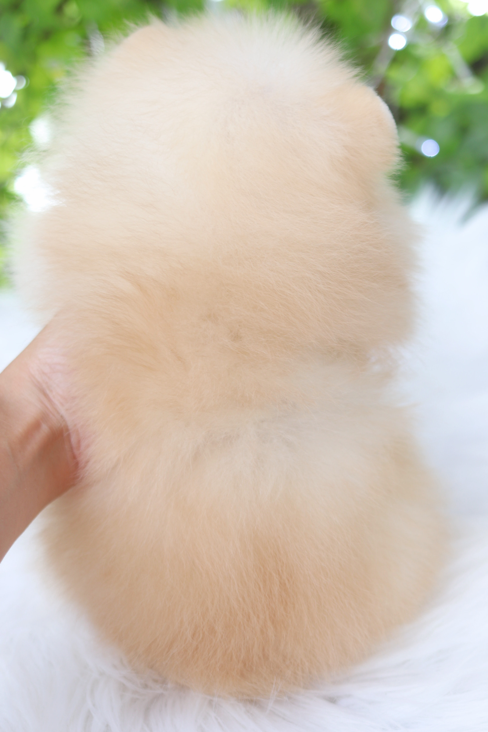 ปอมเมอเรเนียน เพศผู้ สีครีม เกรดโชว์