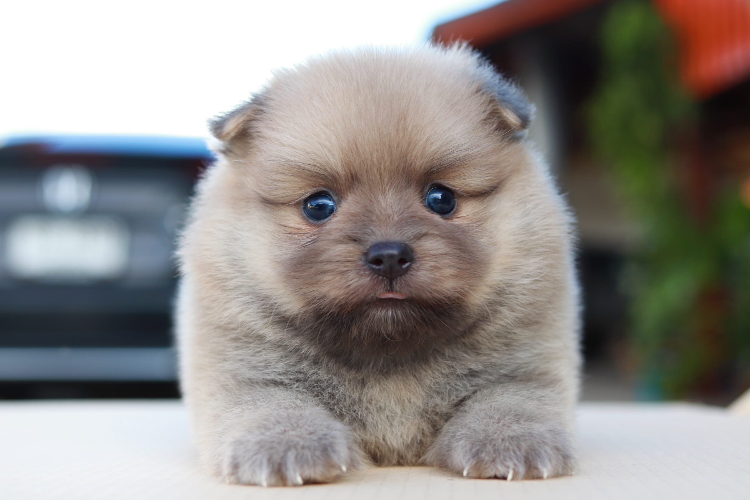 ปอมเมอเรเนียน เพศผู้ สีโอวัลติน