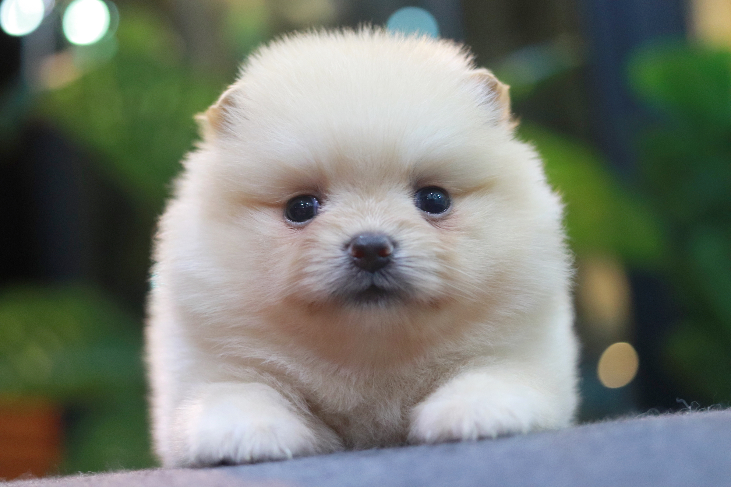 ปอมเมอเรเนียน เพศเมีย