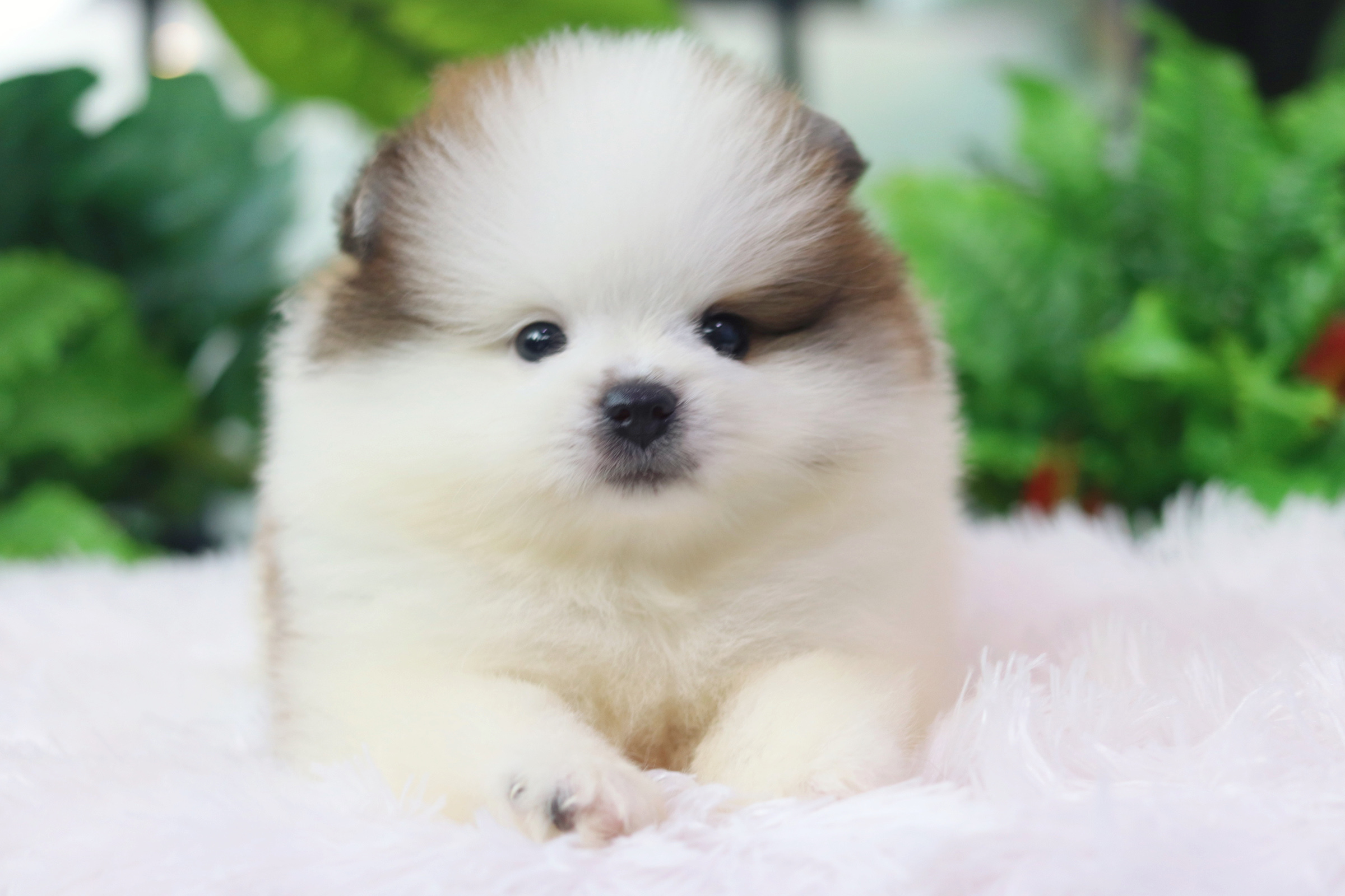 ปอมเมอเรเนียน เพศผู้แฟนซี