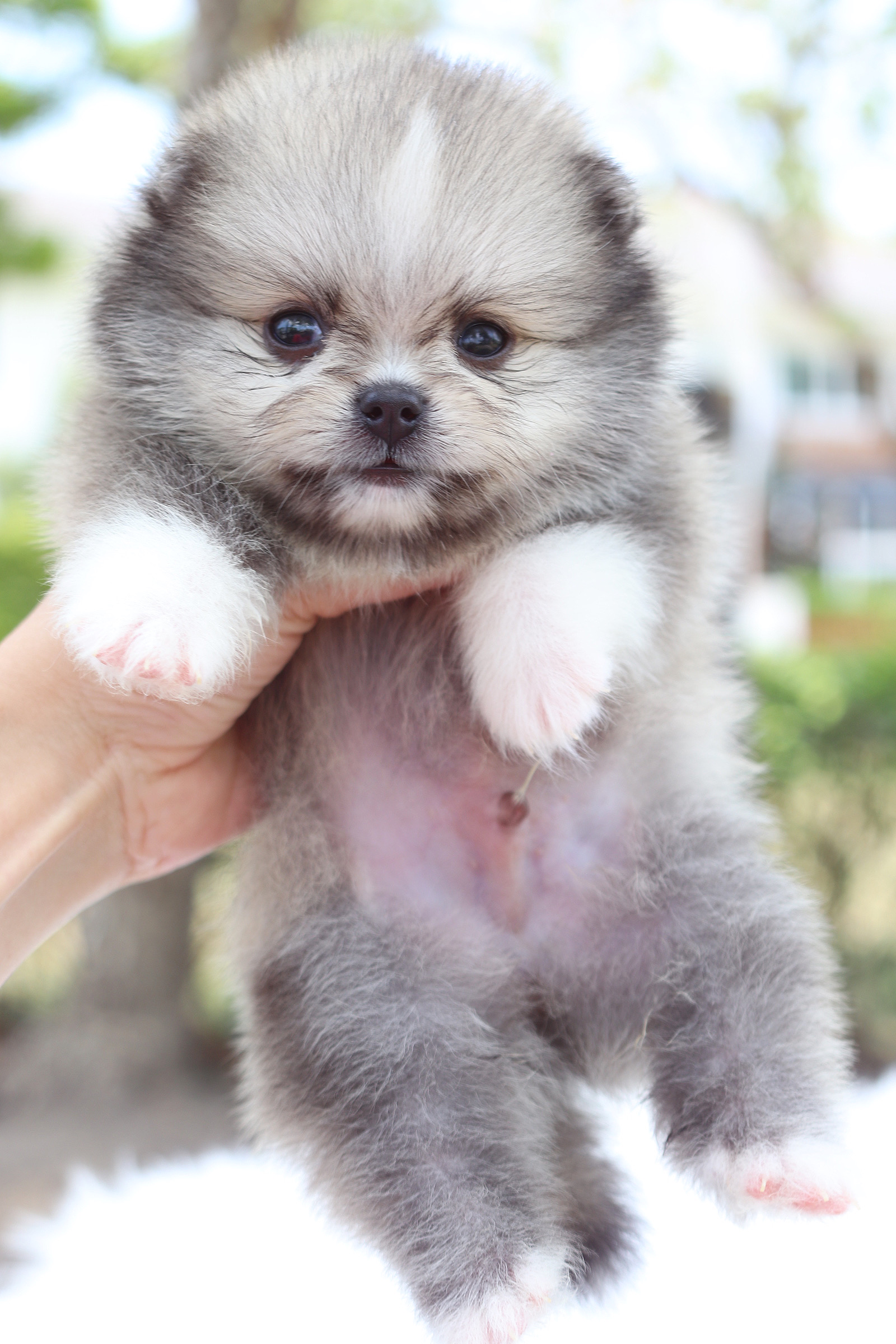 ปอมเมอเรเนียน เพศผู้ สีส้ม