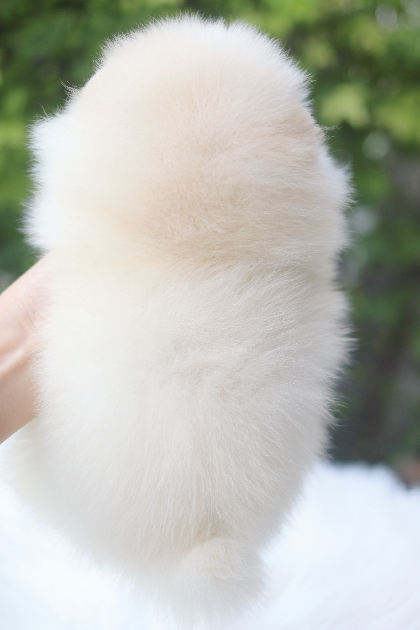 ปอมเมอเรเนียน เพศเมียสีขาวครีมเกรดโชว์