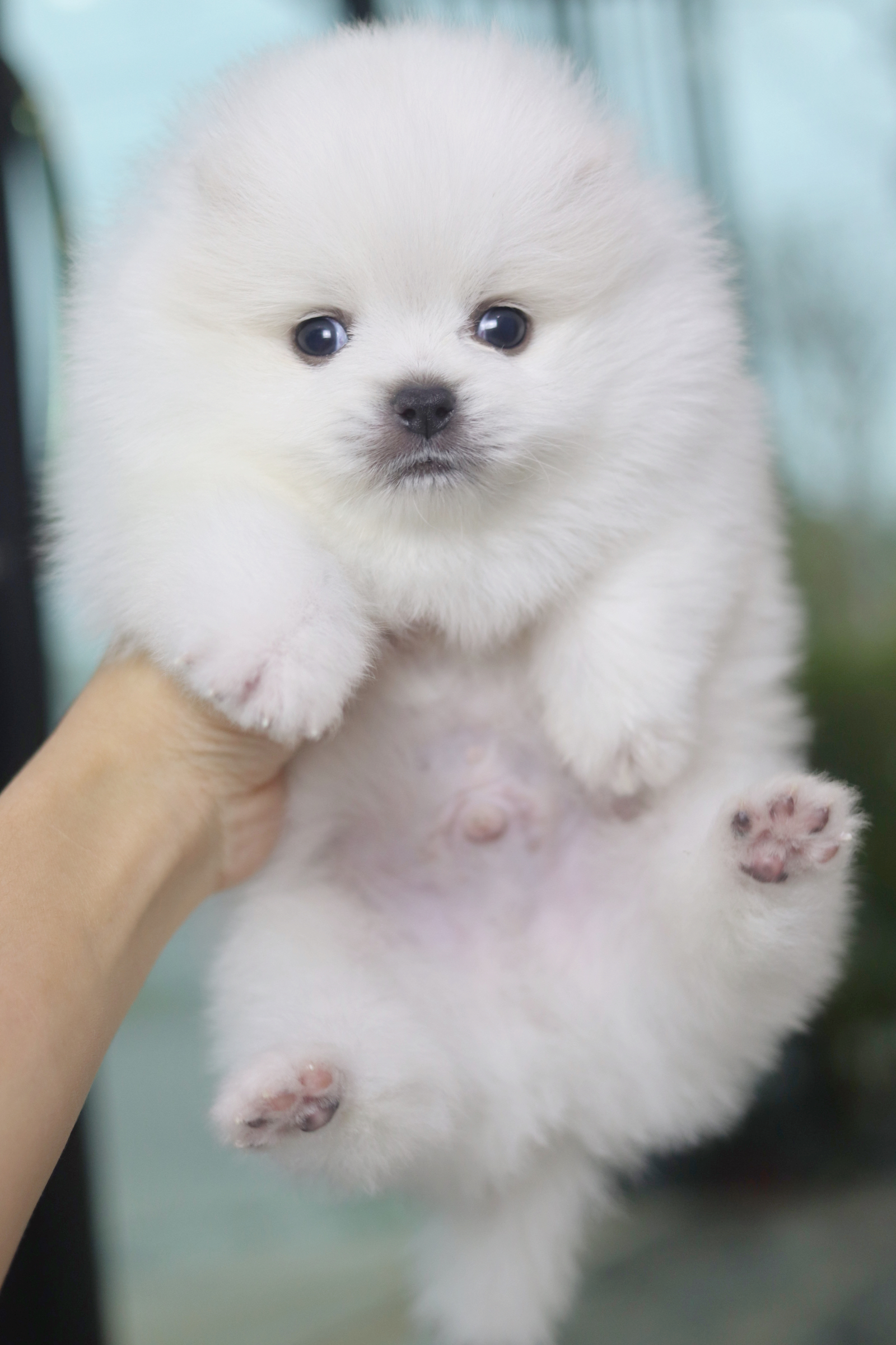 ปอมเมอเรเนียน เพศผู้ส่ขาวครีม