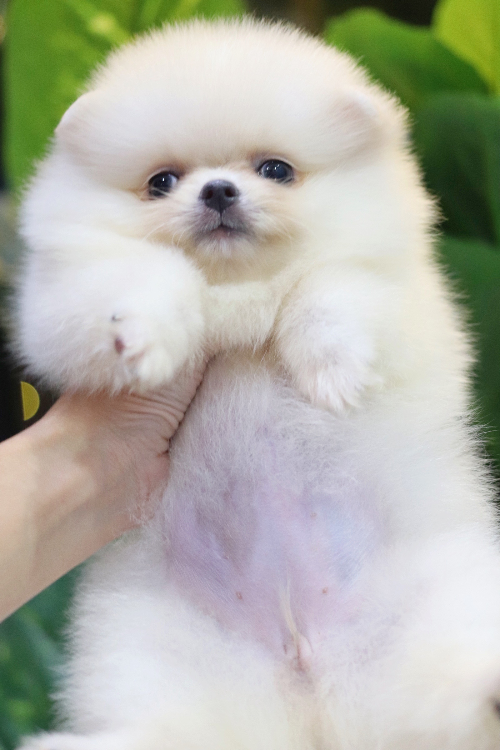 ปอมเมอเรเนียน เพศเมียสีขาวครีม