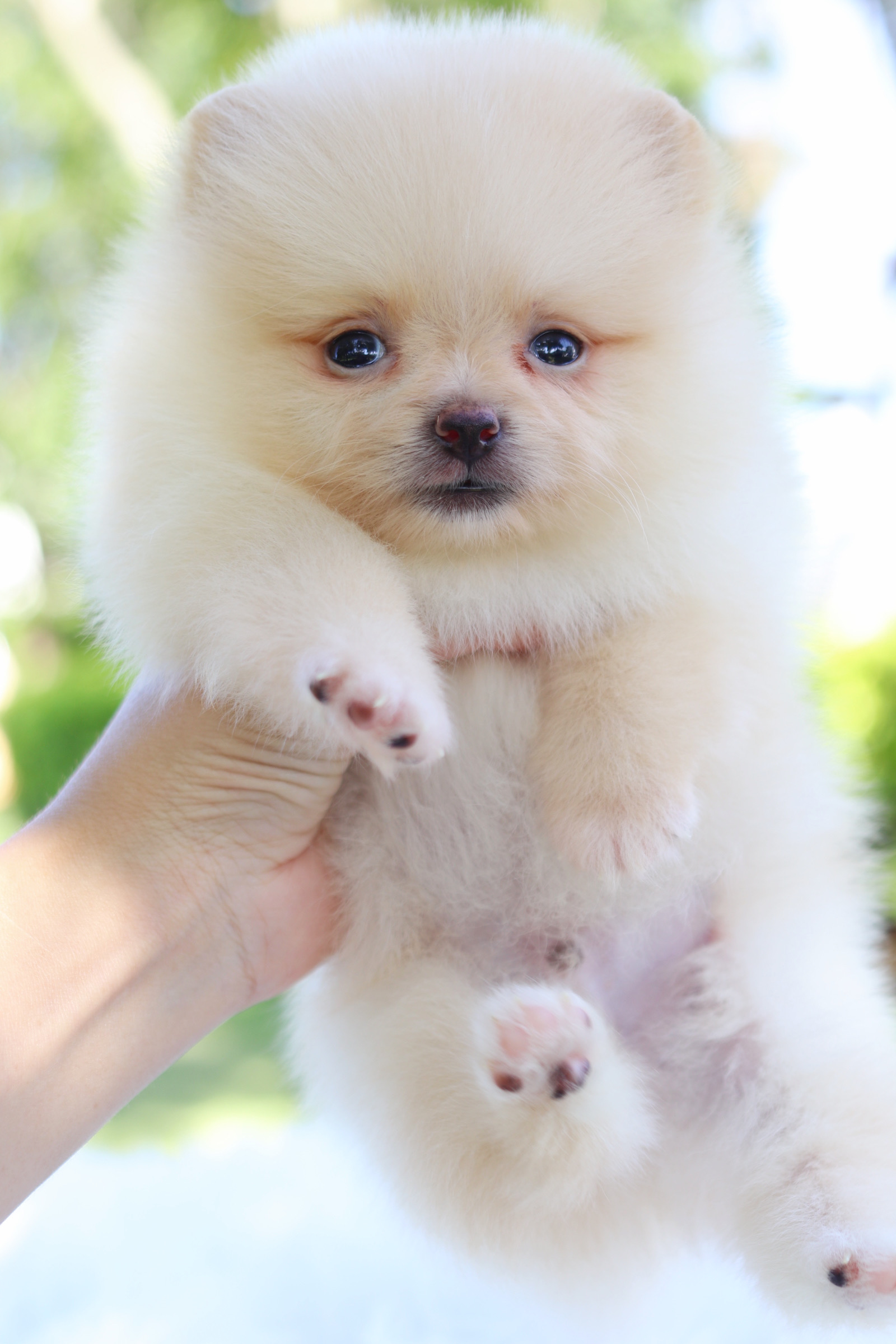 ปอมเมอเรเนียน เพศผู้สีครีม