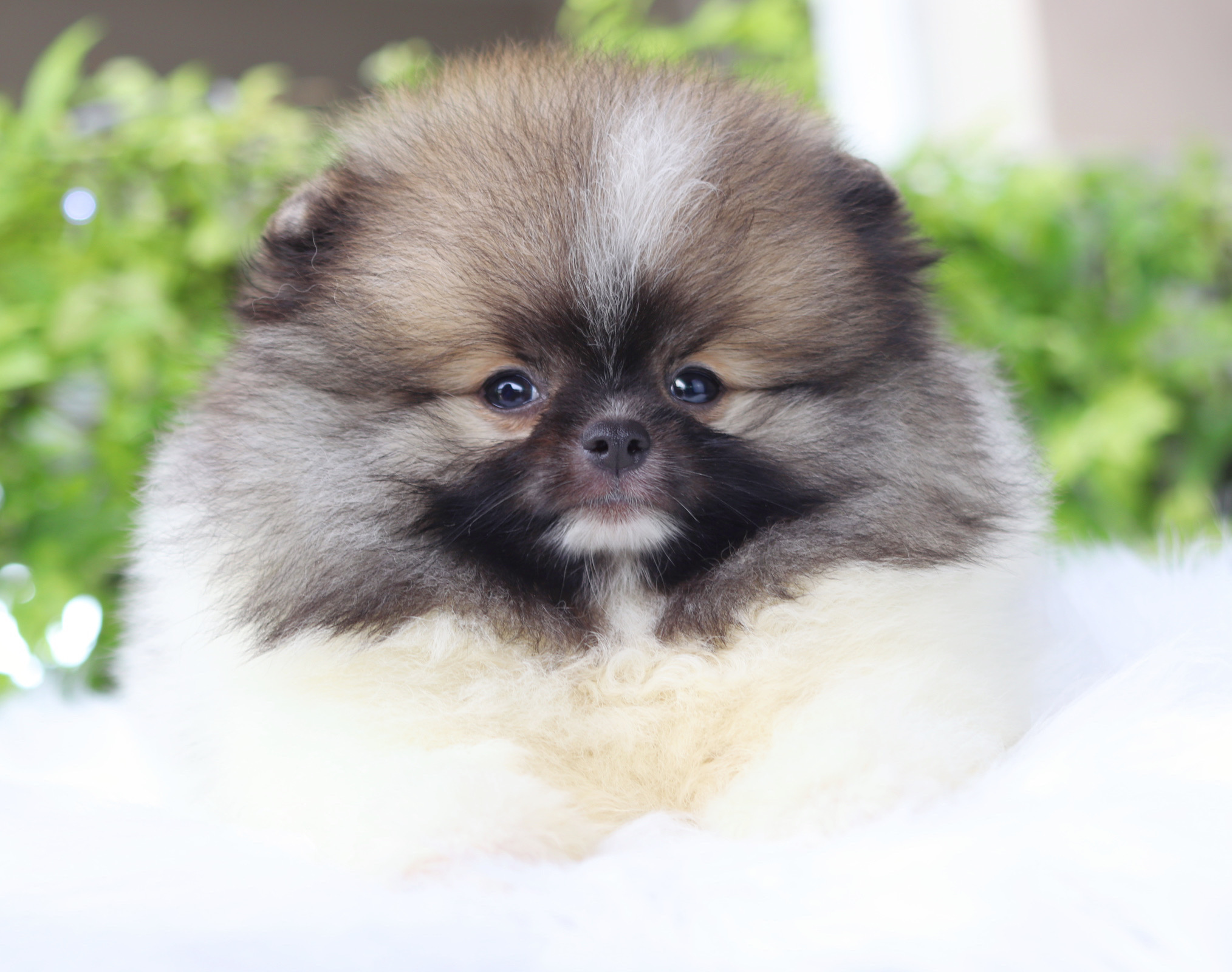 ปอมเมอเรเนียน เพศผู้สีแฟนซี