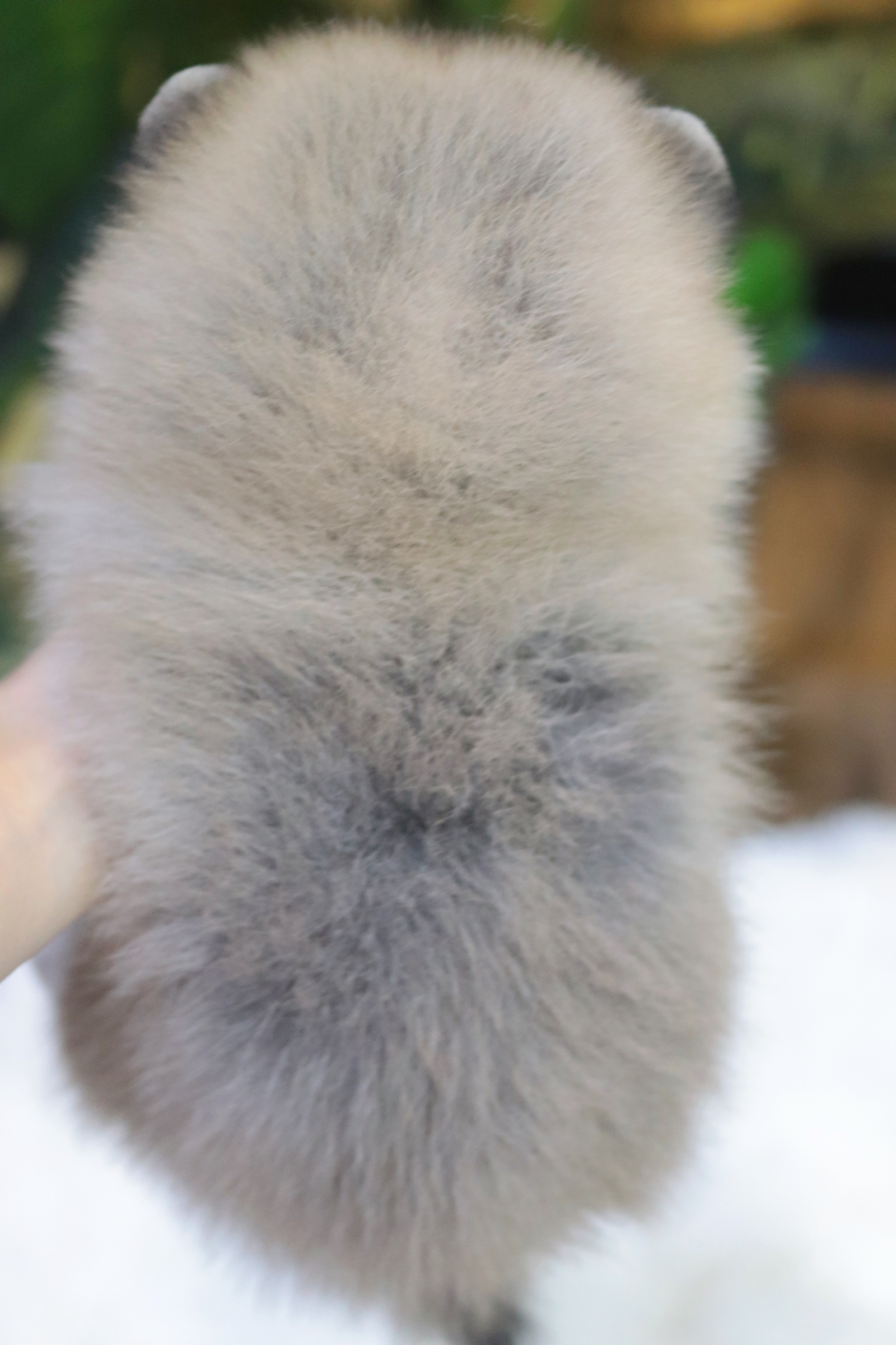 ปอมเมอเรเนียน เพศผู้สีส้ม ขนแน่น