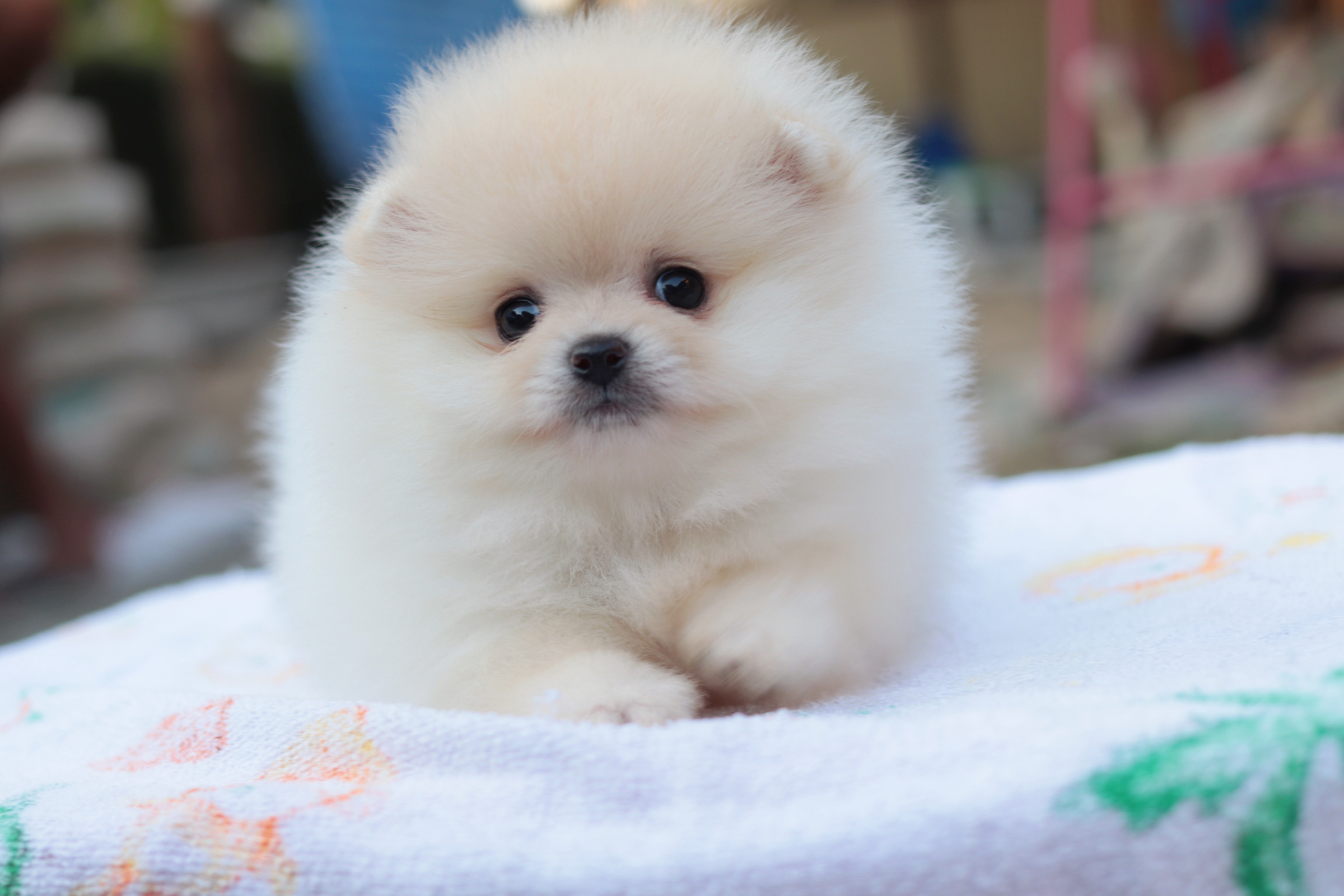 ปอมเมอเรเนียน เพศเมียขาวครีมขนแน่นหน้าตุ๊กตา