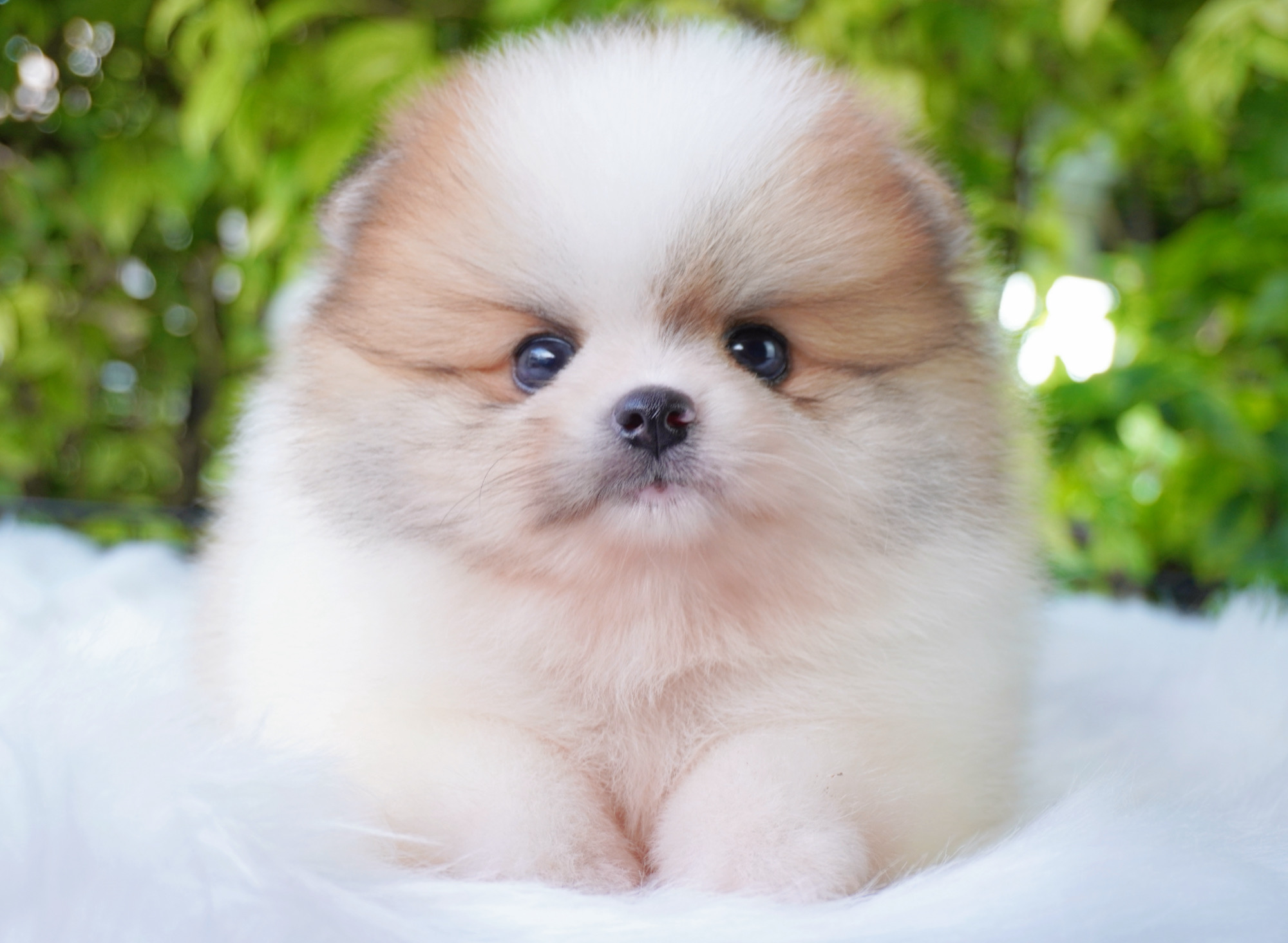 ปอมเมอเรเนียน เพศผู้สีแฟนซี