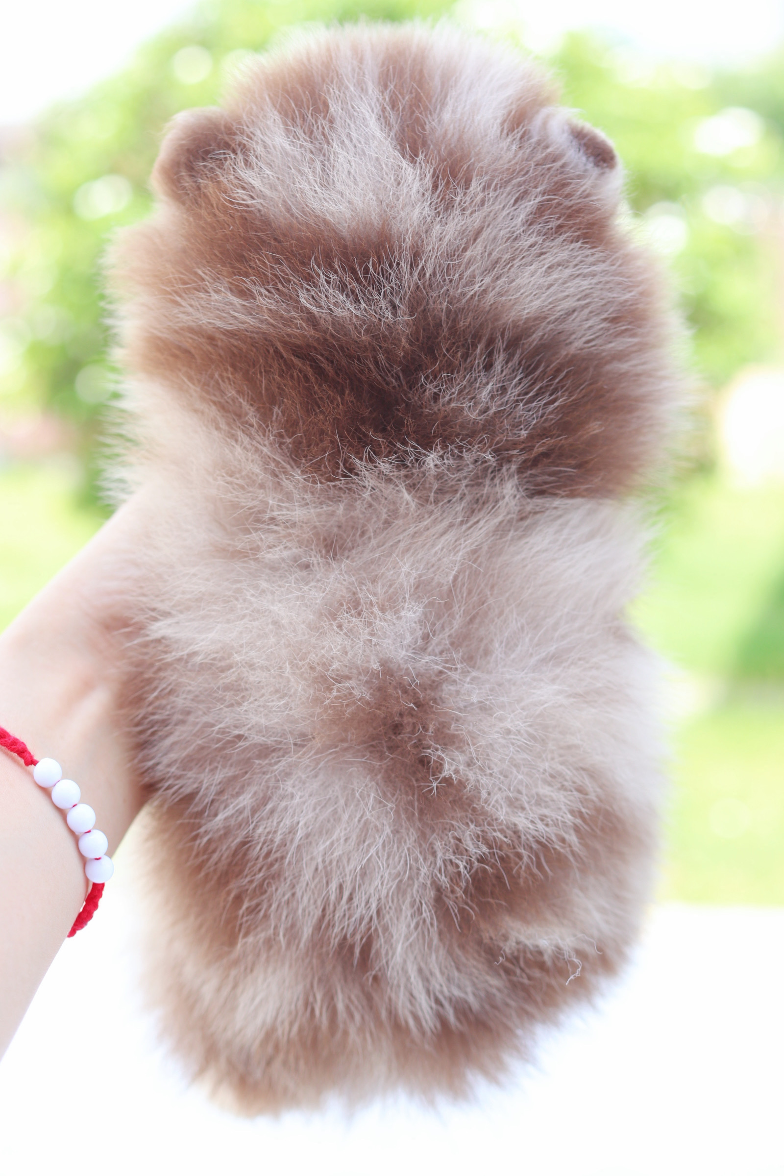 ปอมเมอเรเนียน เพศเมียสีเมอร์เร่