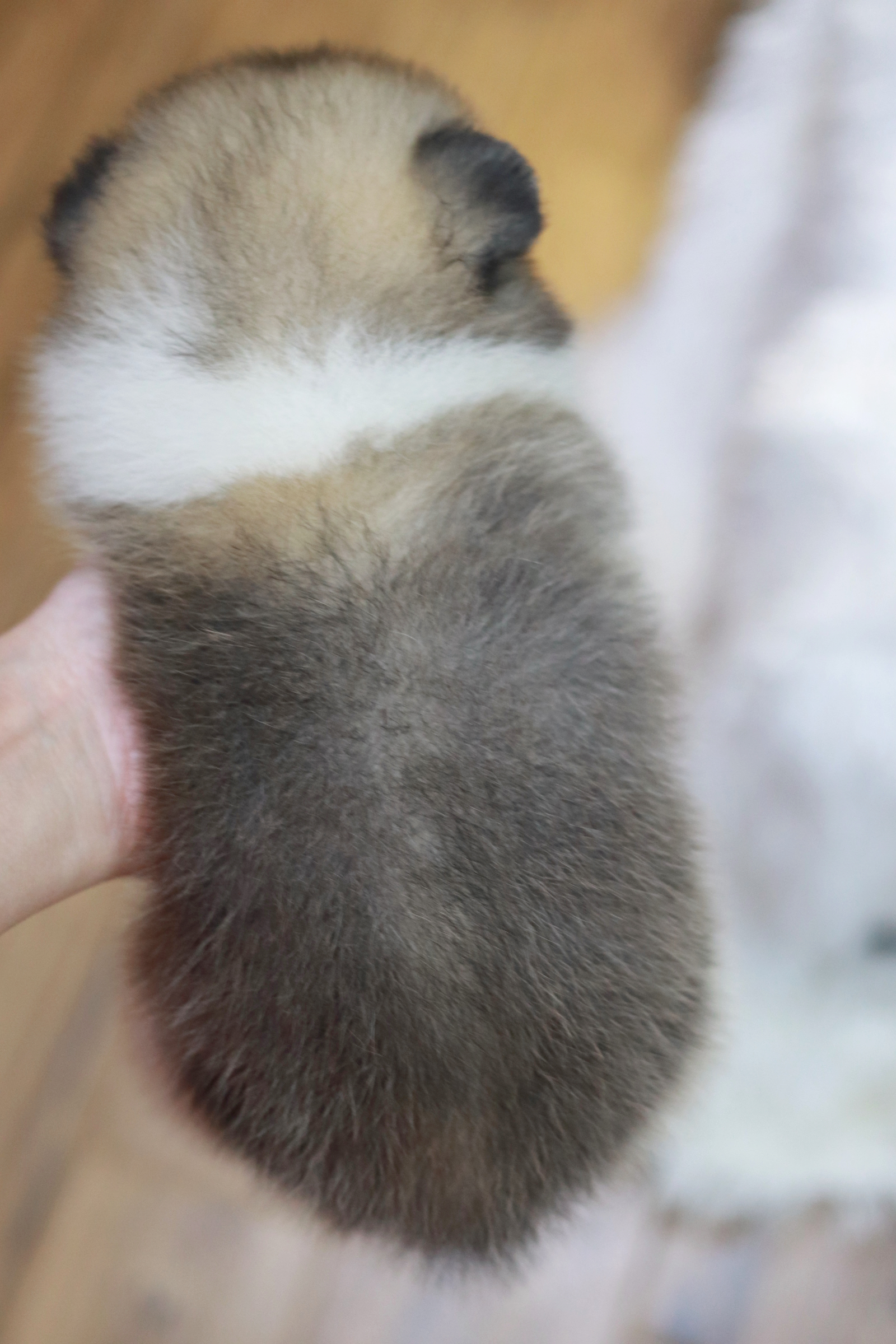 ปอมเมอเรเนียน เพศผู้ สีแฟนซี