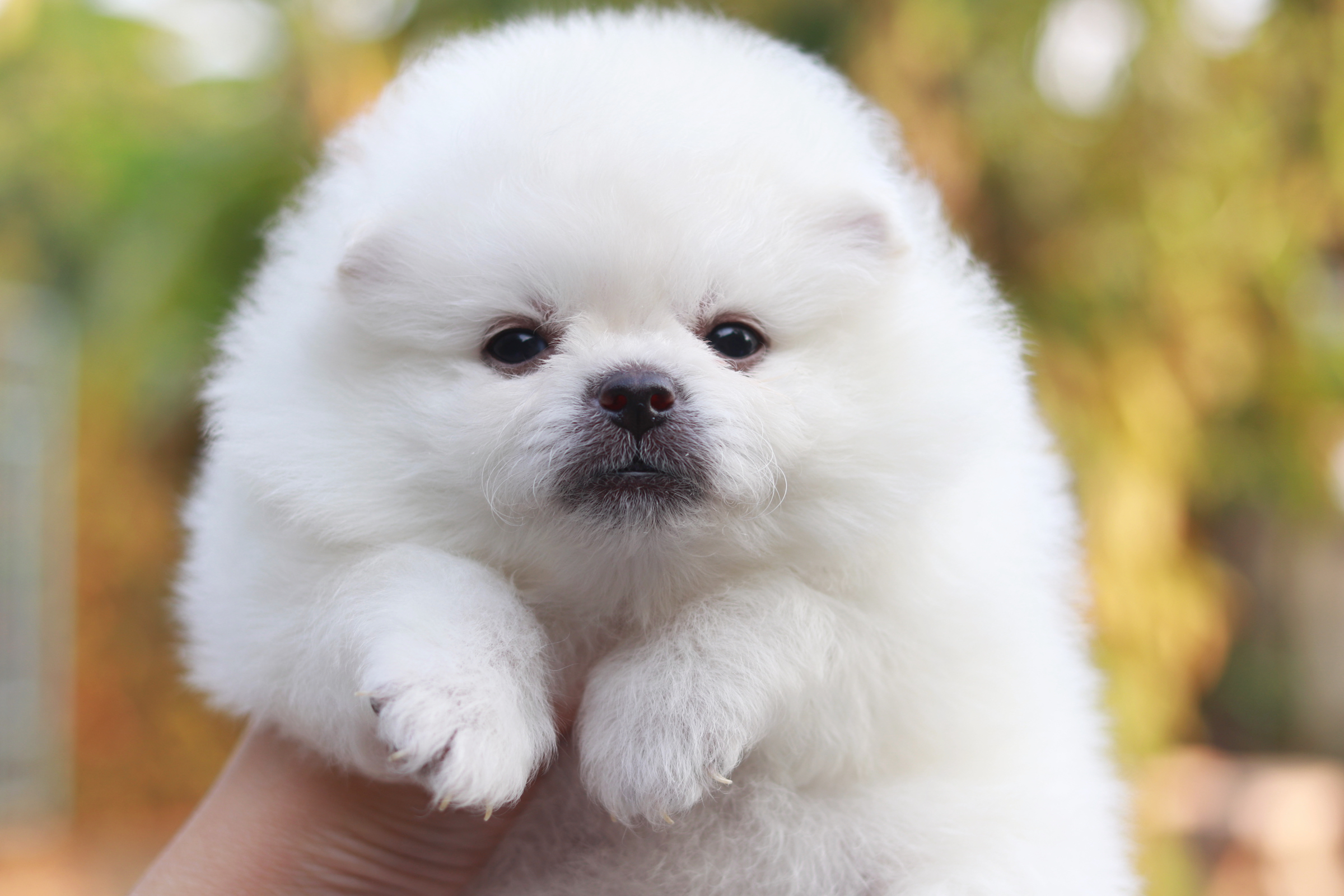 ปอมเมอเรเนียน เพศเมีย