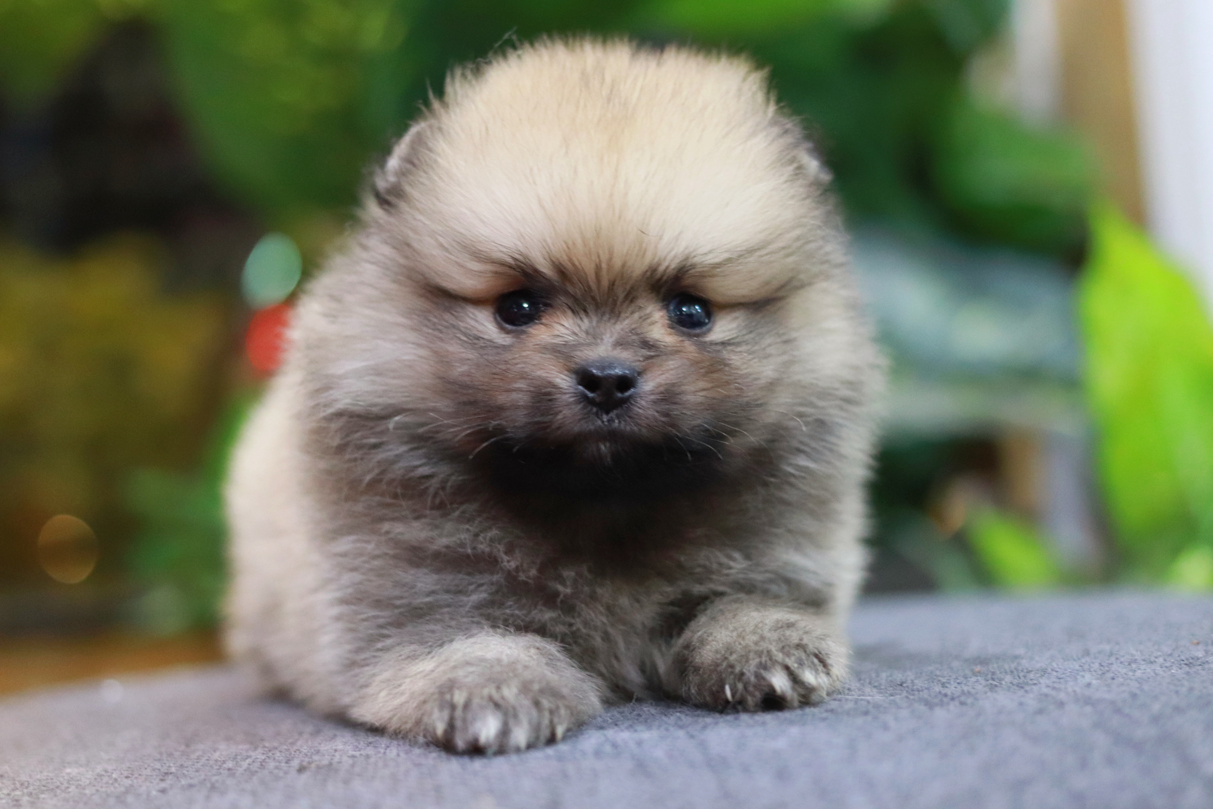 ปอมเมอเรเนียน เพศผู้