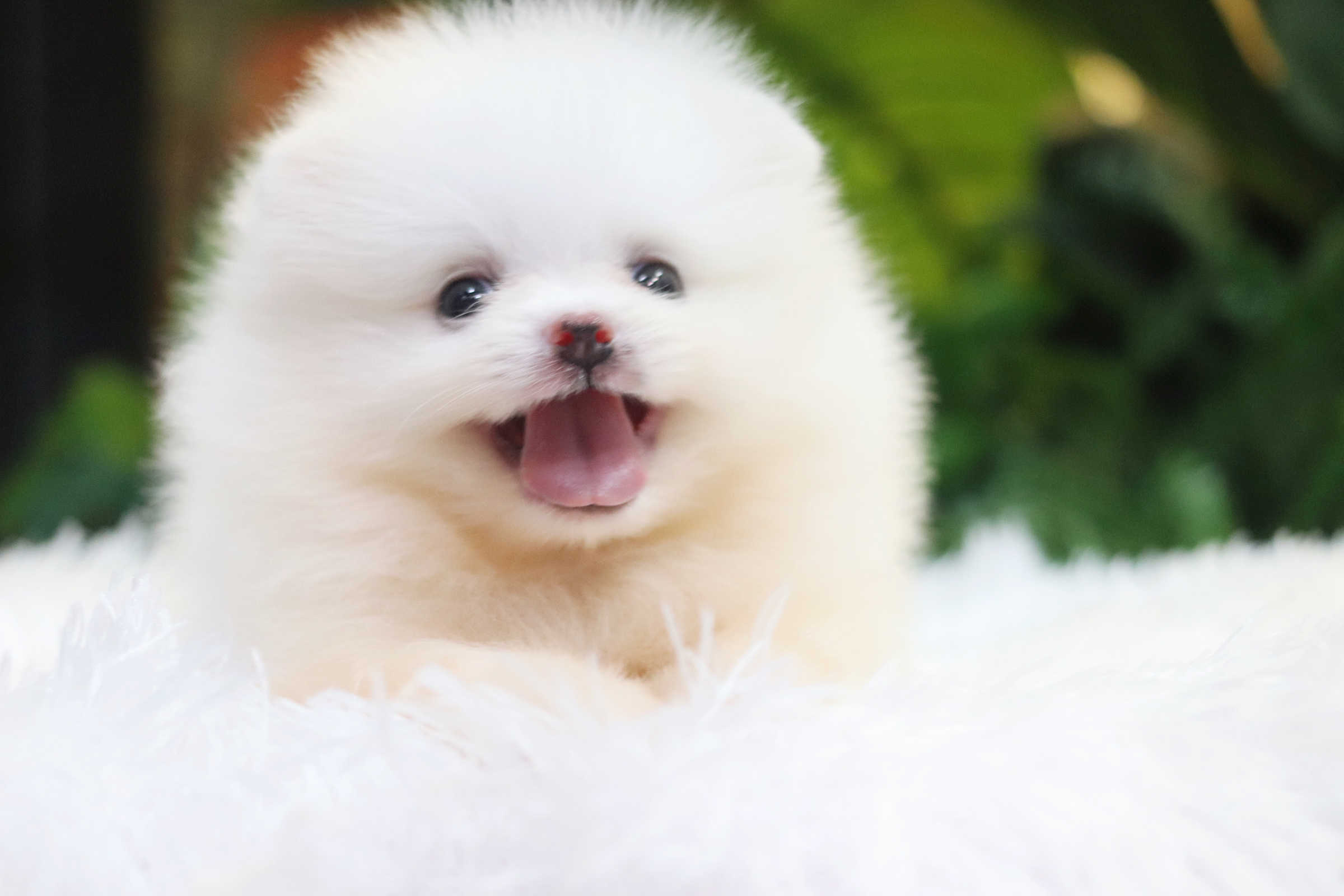 ปอมเมอเรเนียน เพศผู้ สีขาวครีม