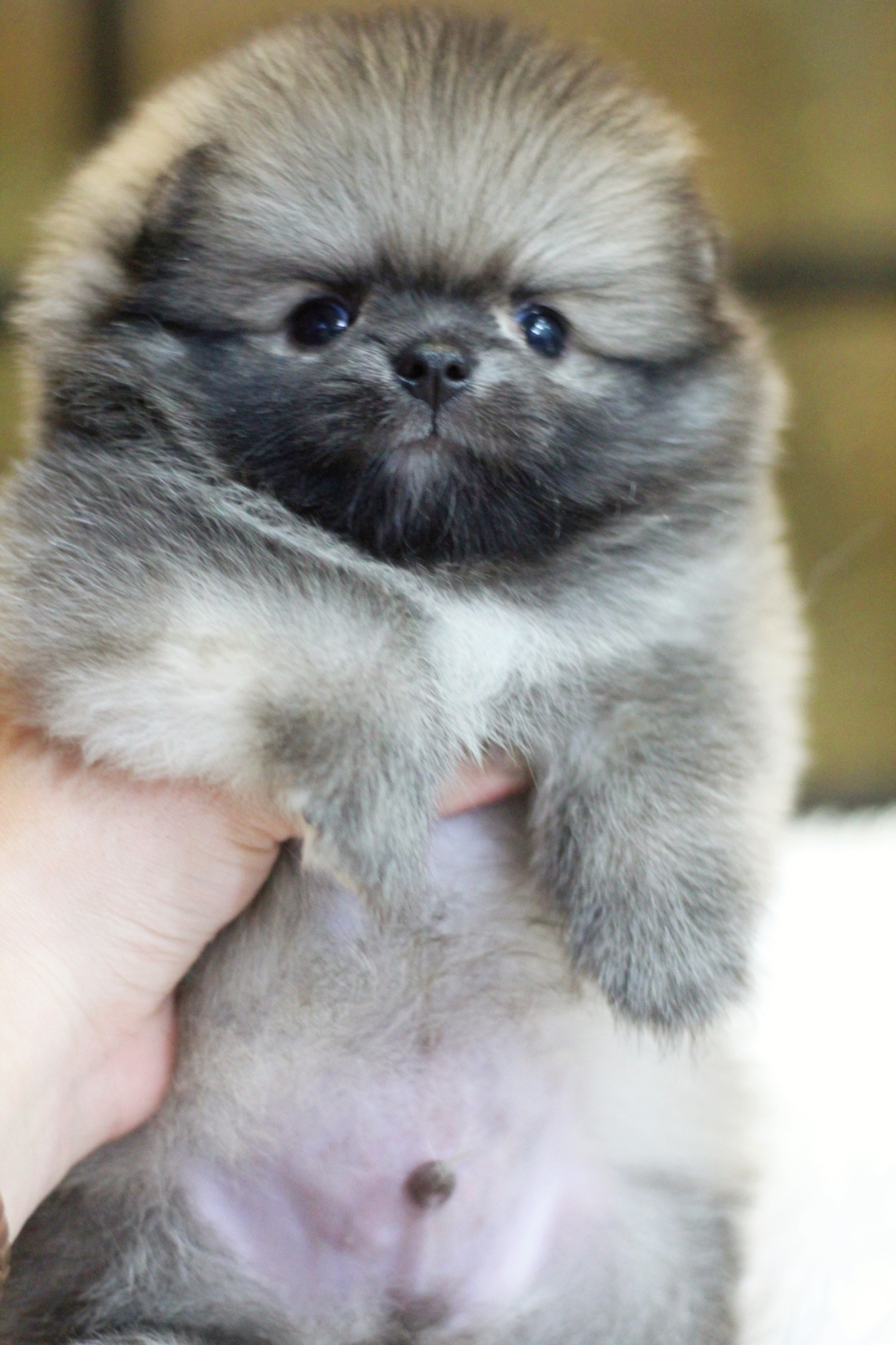 ปอมเมอเรเนียน เพศผู้สีส้ม