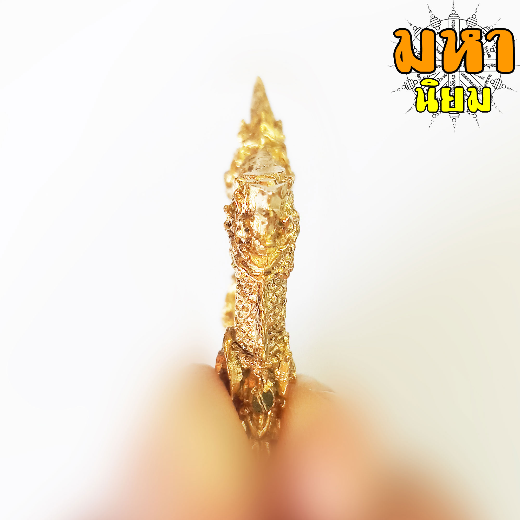 บ่วงพญานาค กินหาง เนื้อทองเหลือง