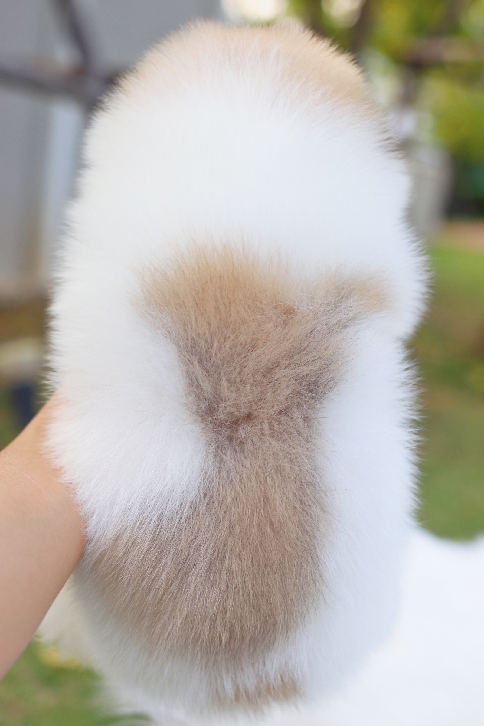 ปอมเมอเรเนียน เพศผู้ สีแฟนซี