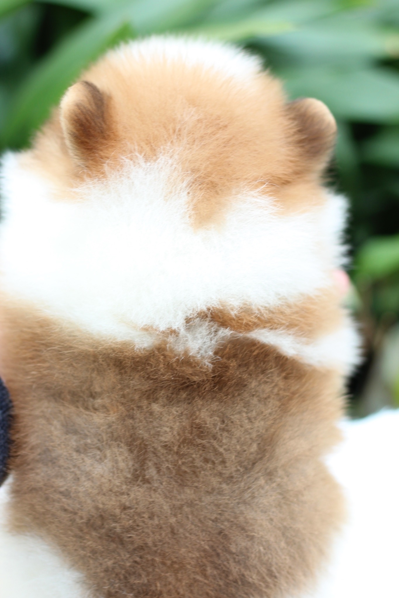 ปอมเมอเรเนียน เพศผู้ สีแฟนซี