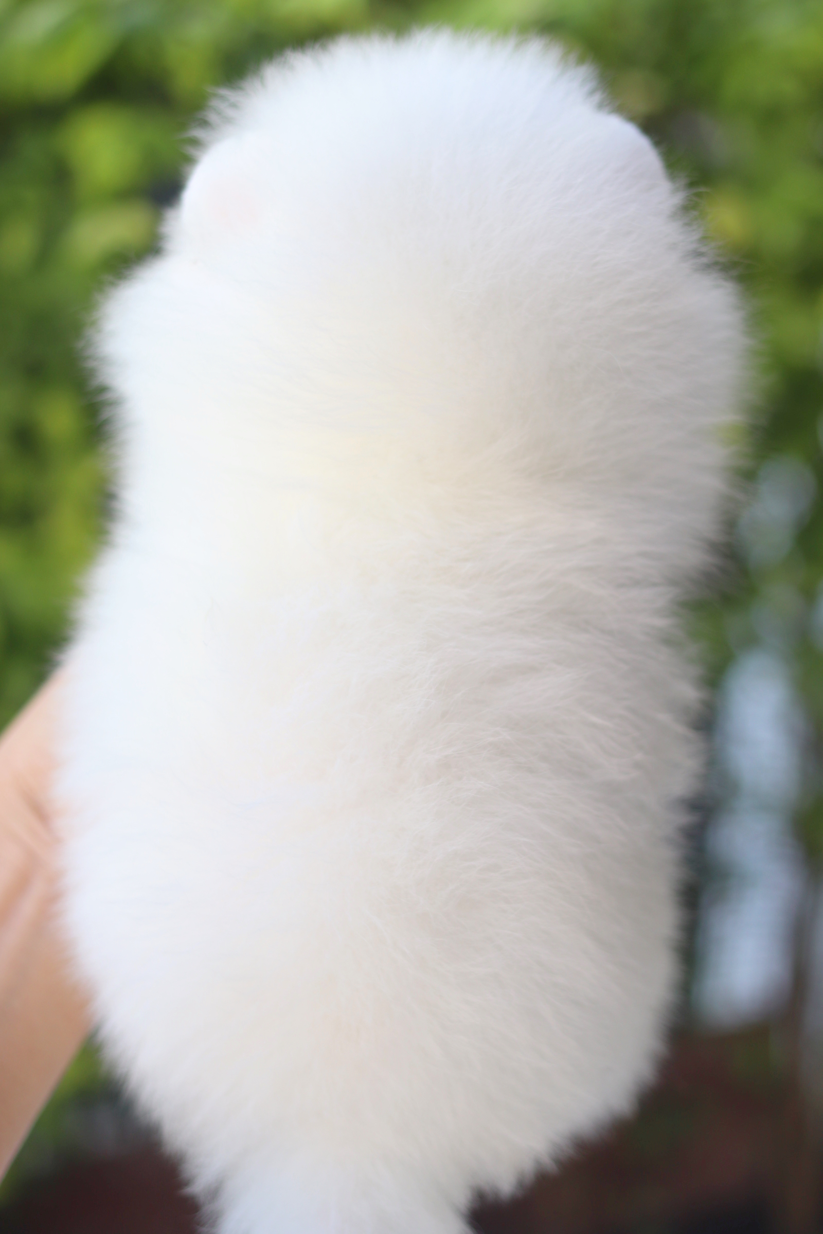 ปอมเมอเรเนียน เพศผู้สีขาวสำลีเกรดโชว์