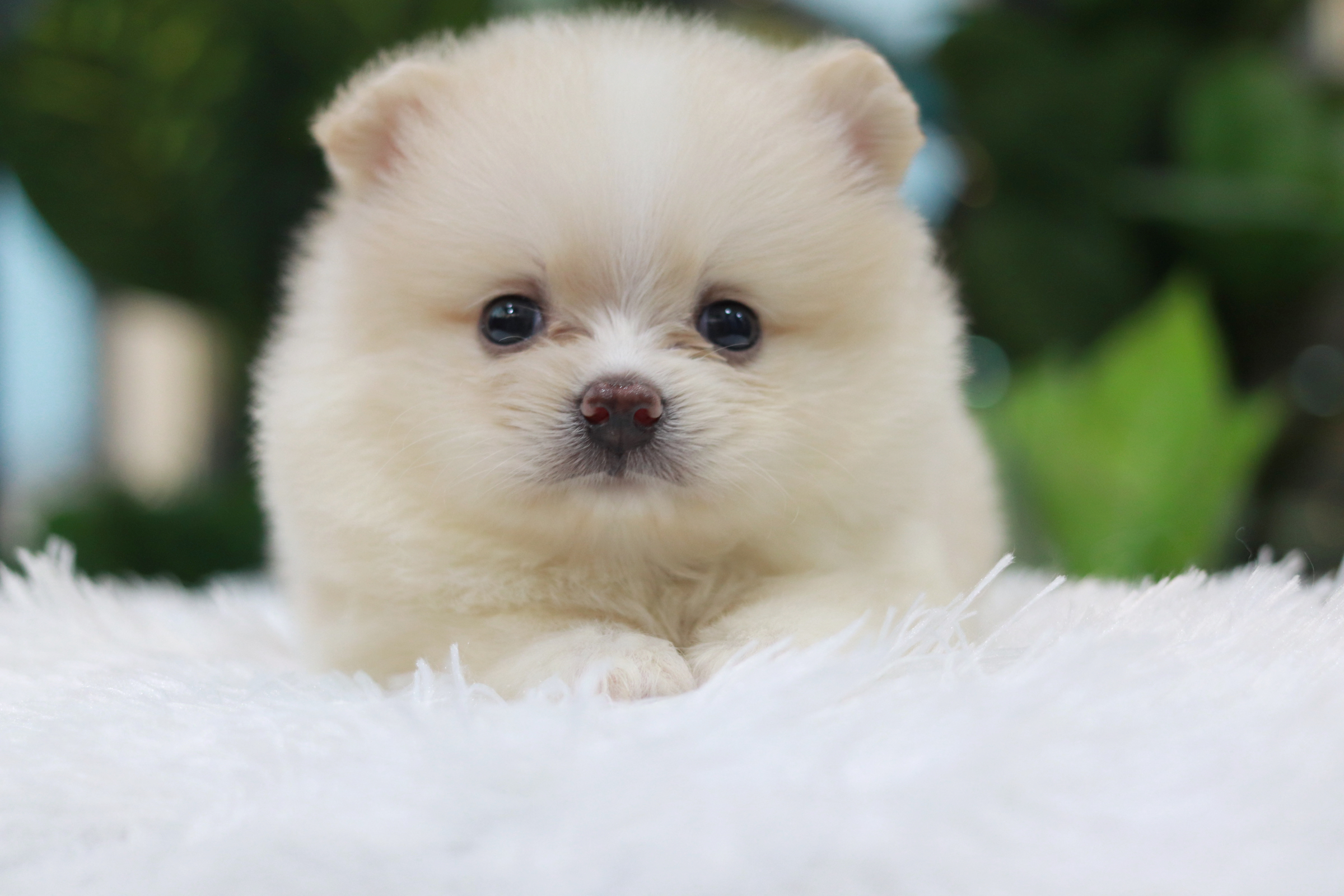 ปอมเมอเรเนียน เพศผู้ หน้าธรรมดา