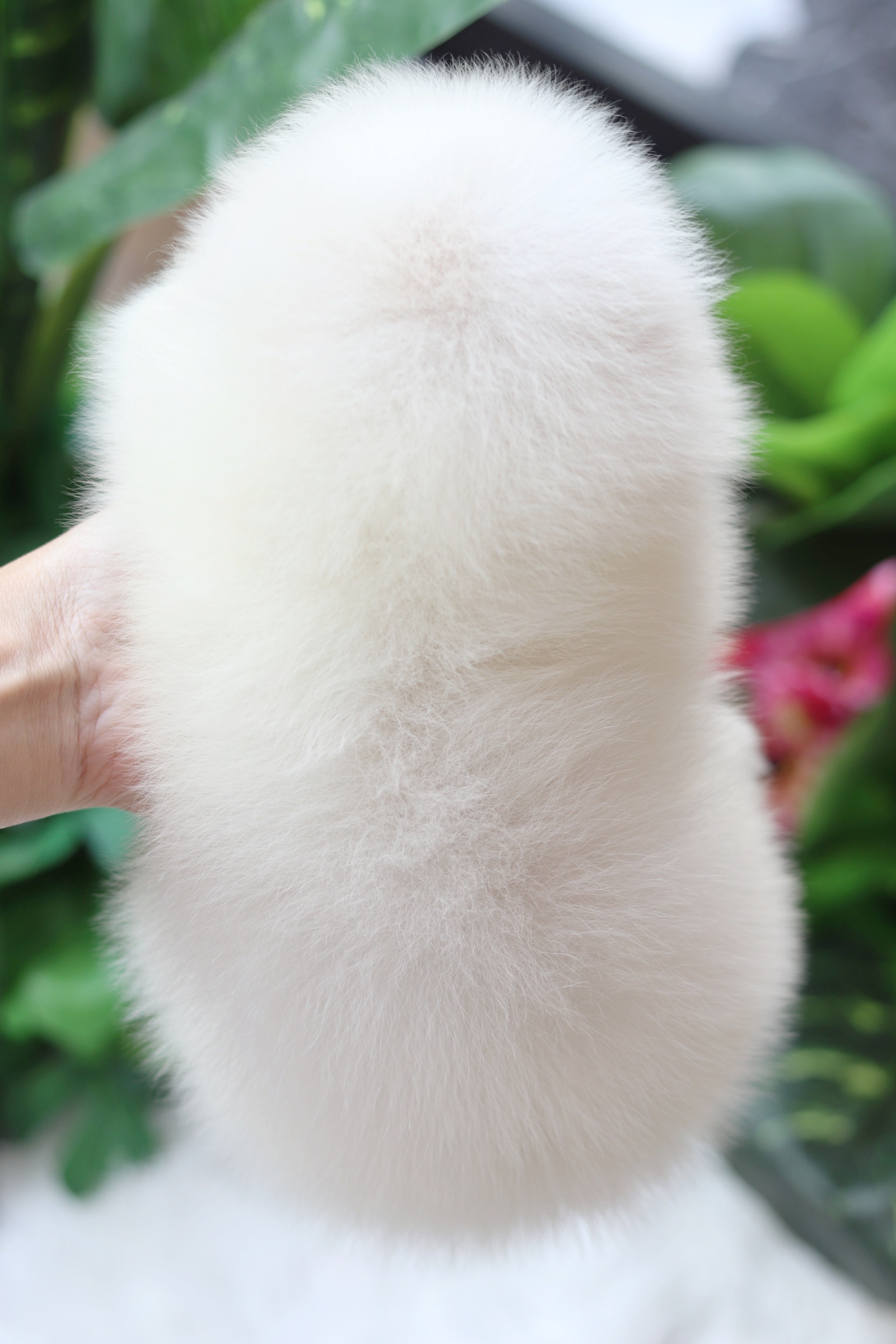 ปอมเมอเรเนียน เพศผู้ สีขาวครีม