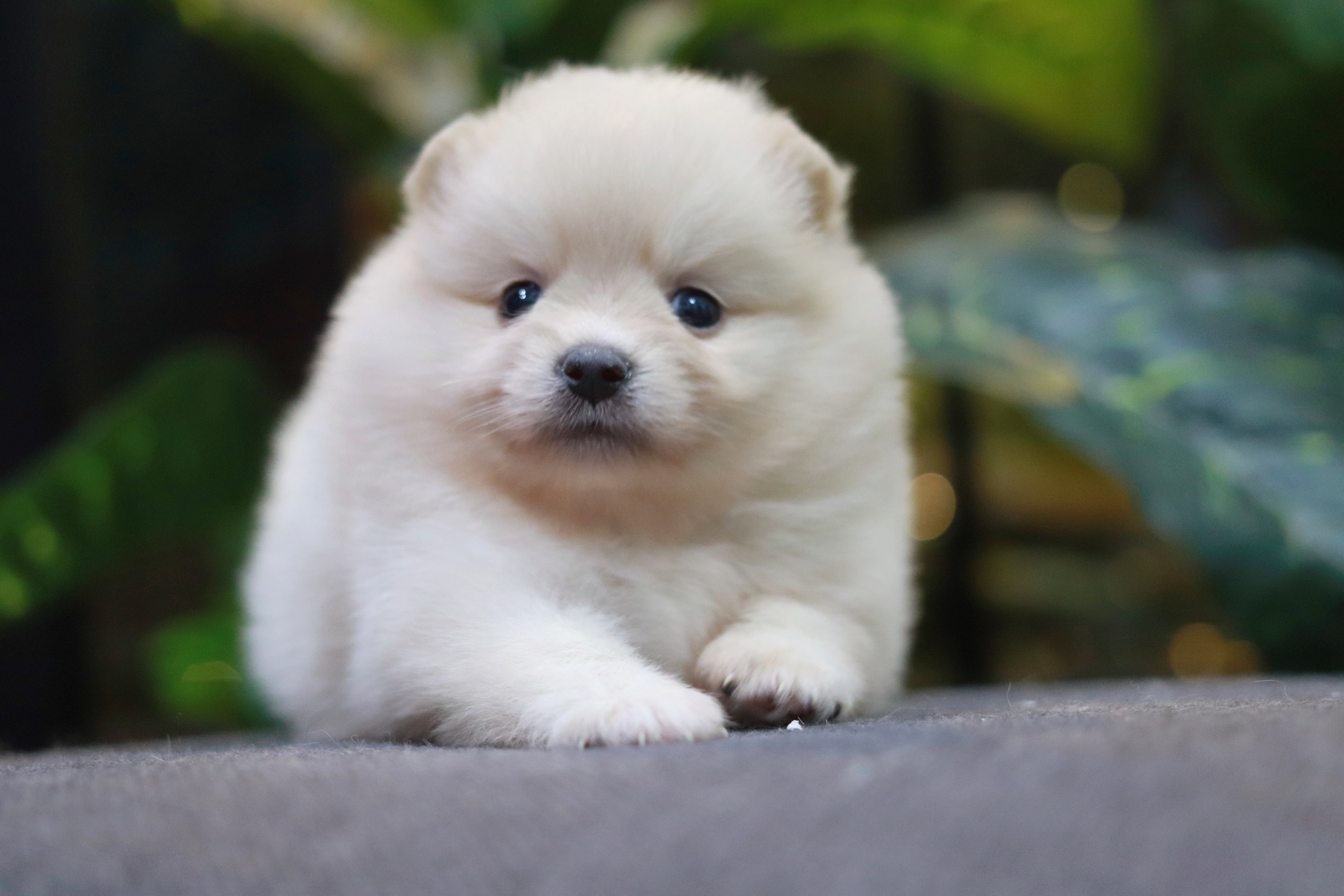 ปอมเมอเรเนียน เพศเมีย