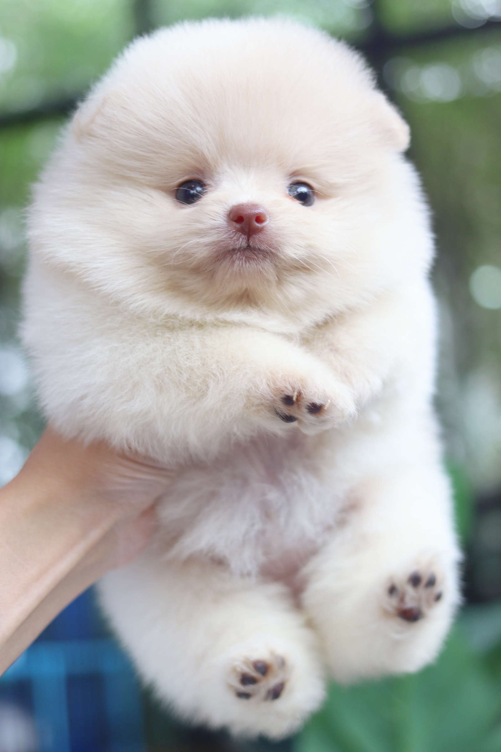 ปอมเมอเรเนียน เพศเมีย สีครีม