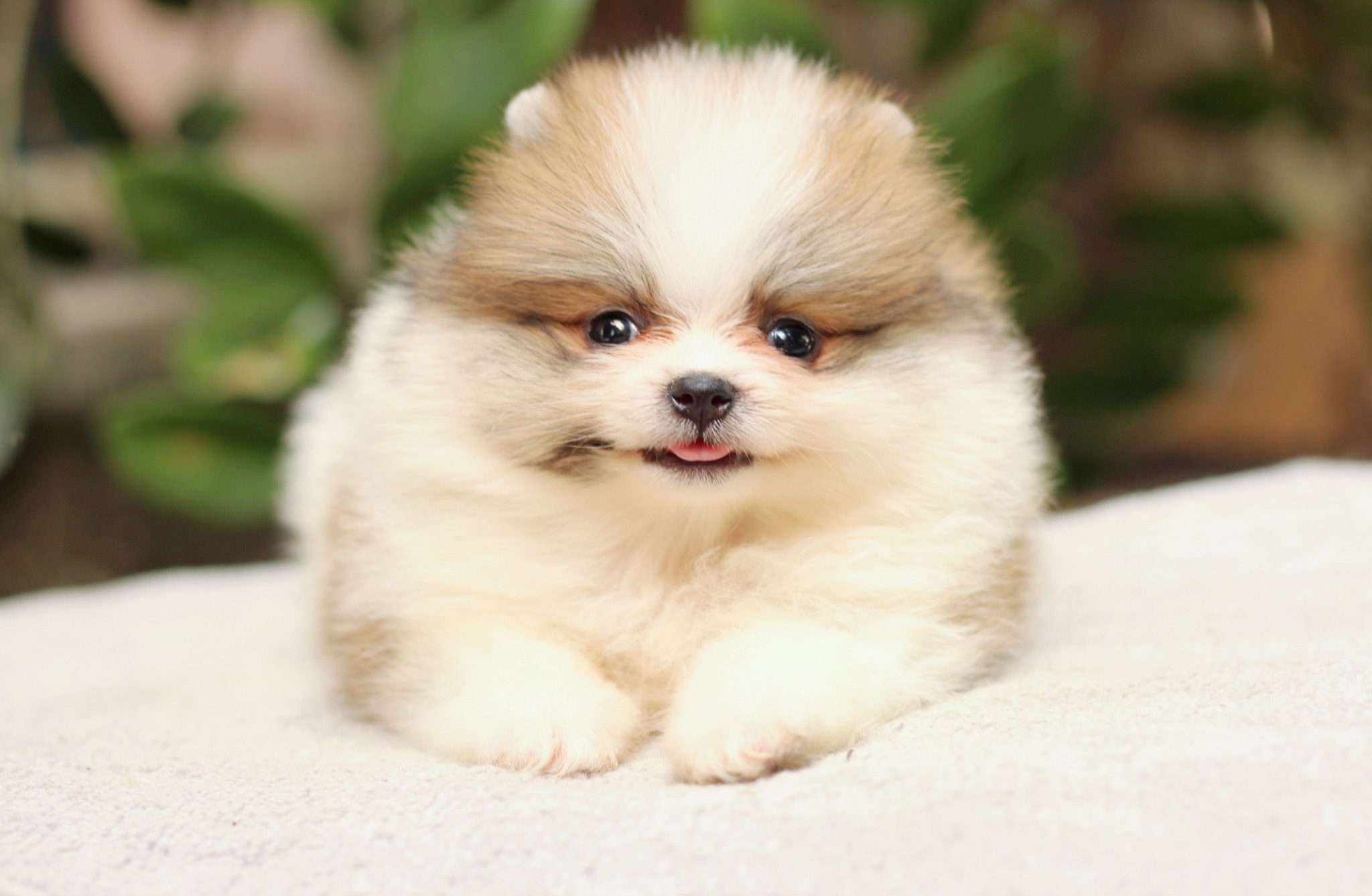 ปอมเมอเรเนียน เพศเมีย แฟนซี