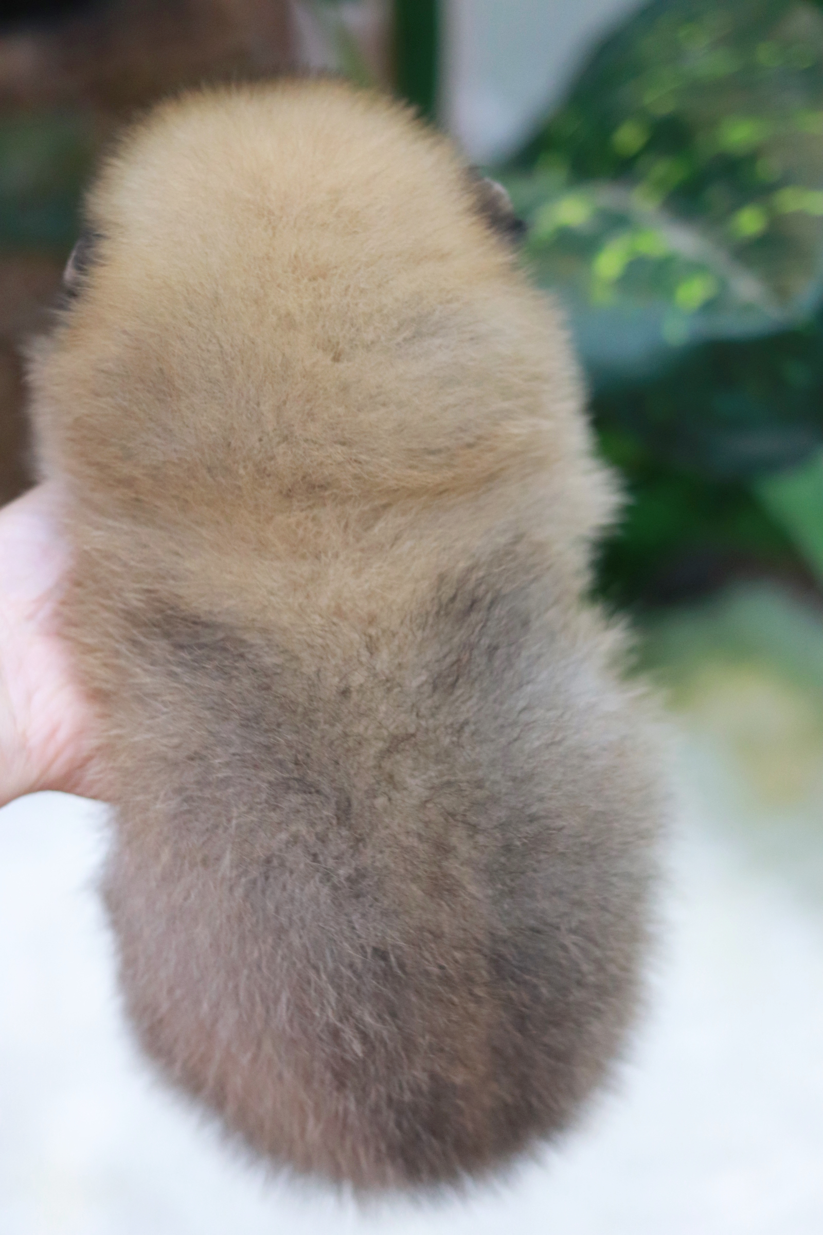 ปอมเมอเรเนียน เพศผู้ สีส้ม