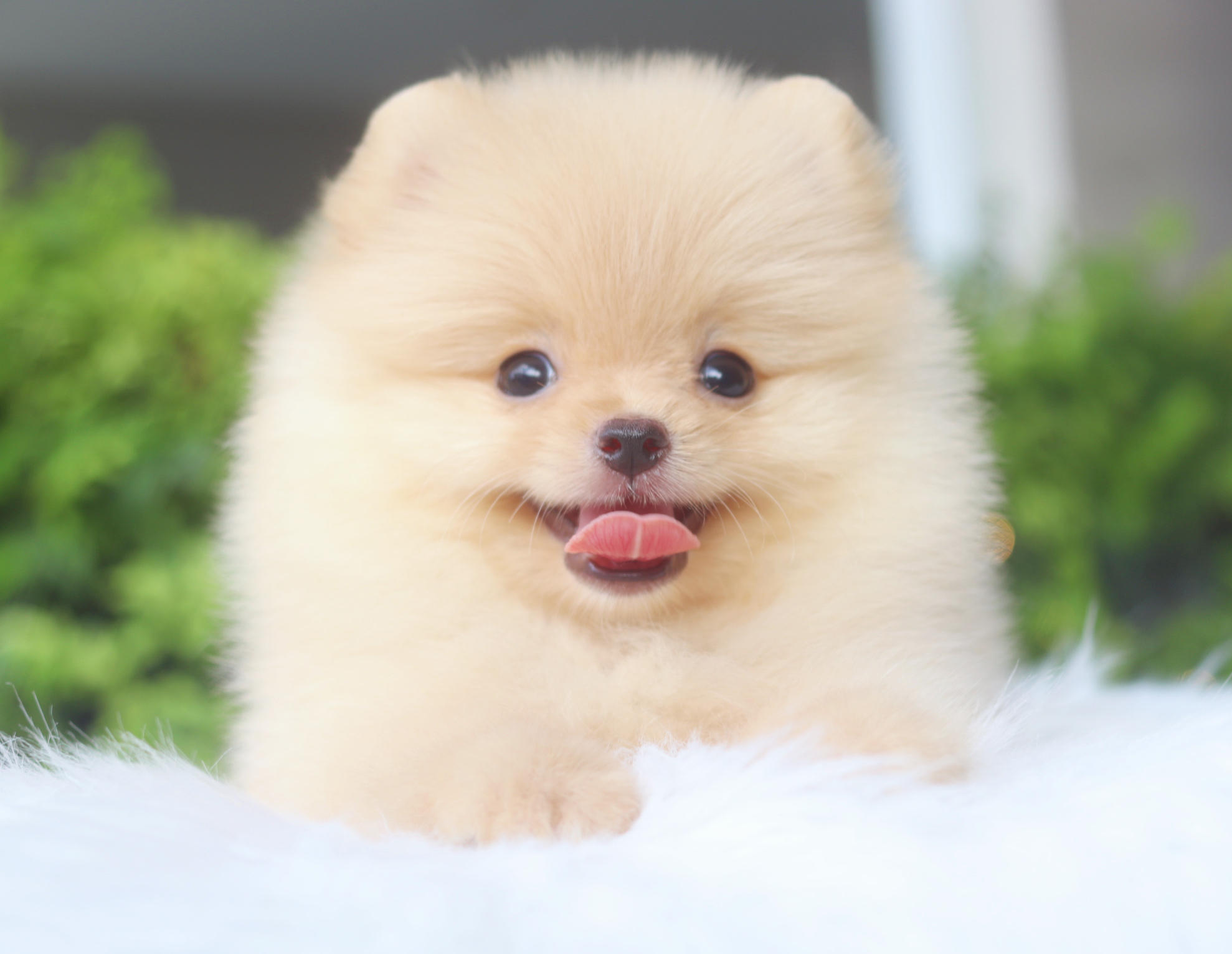 ปอมเมอเรเนียน เพศเมียสีครีม