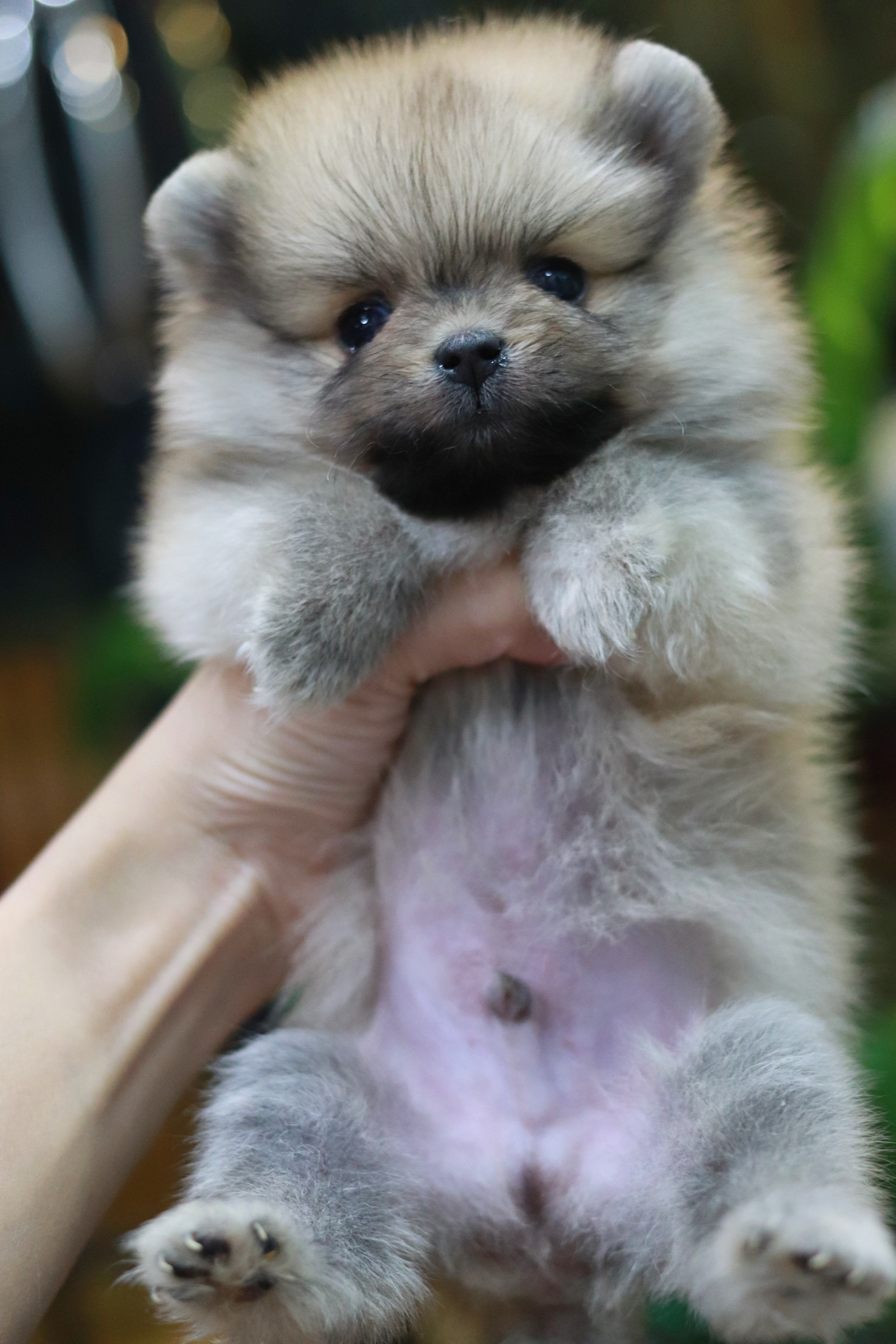 ปอมเมอเรเนียน เพศผู้ สีส้ม