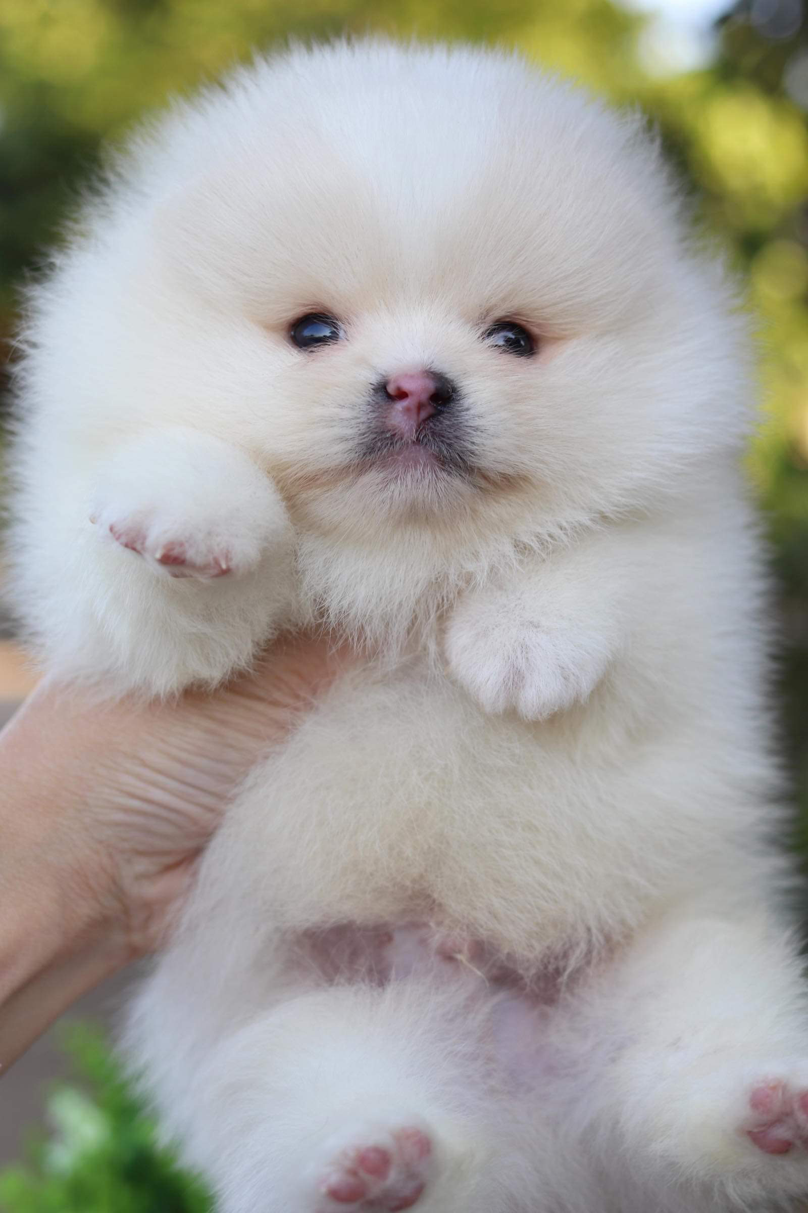 ปอมเมอเรเนียน เพศผู้