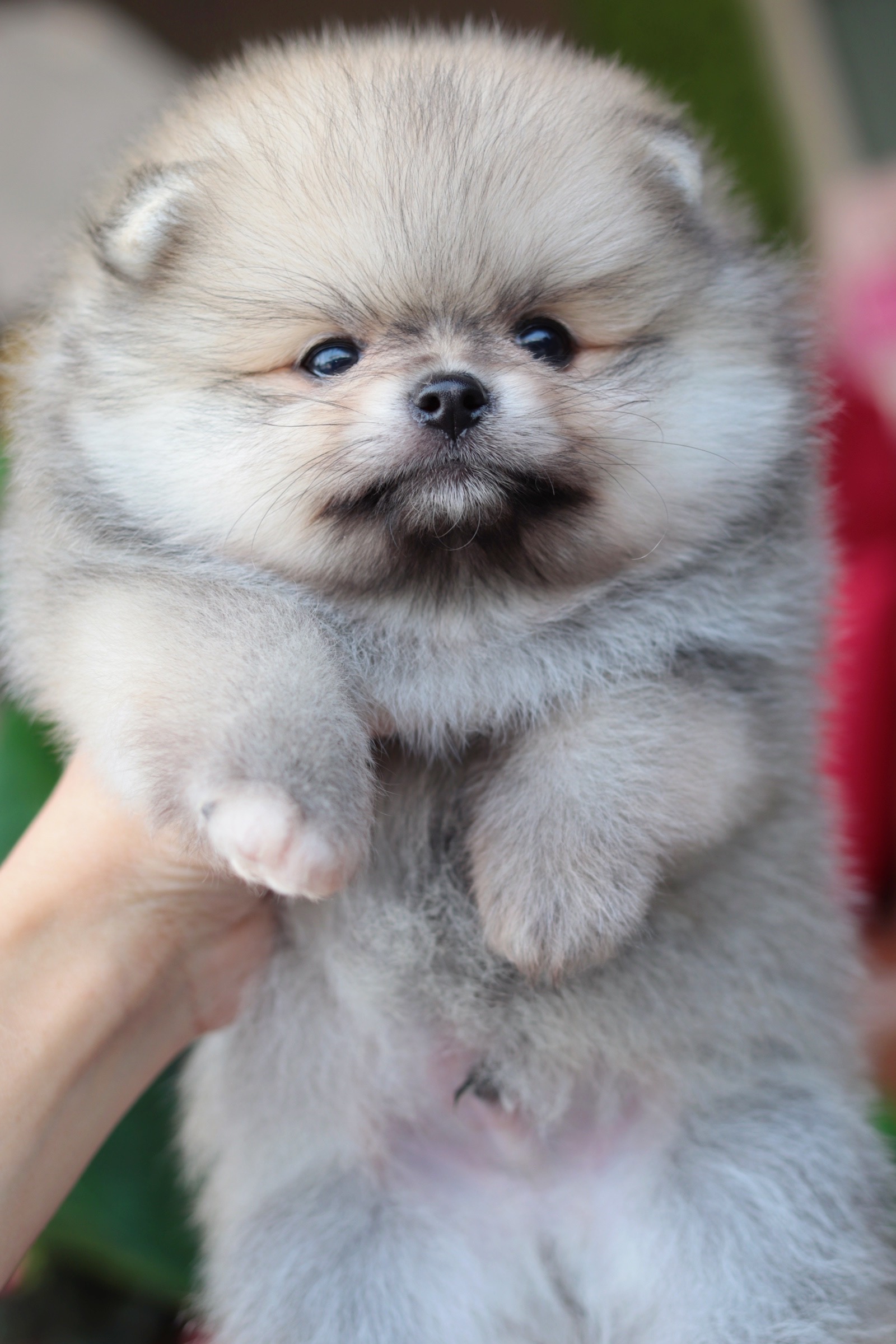 ปอมเมอเรเนียน เพศผู้ สีส้ม