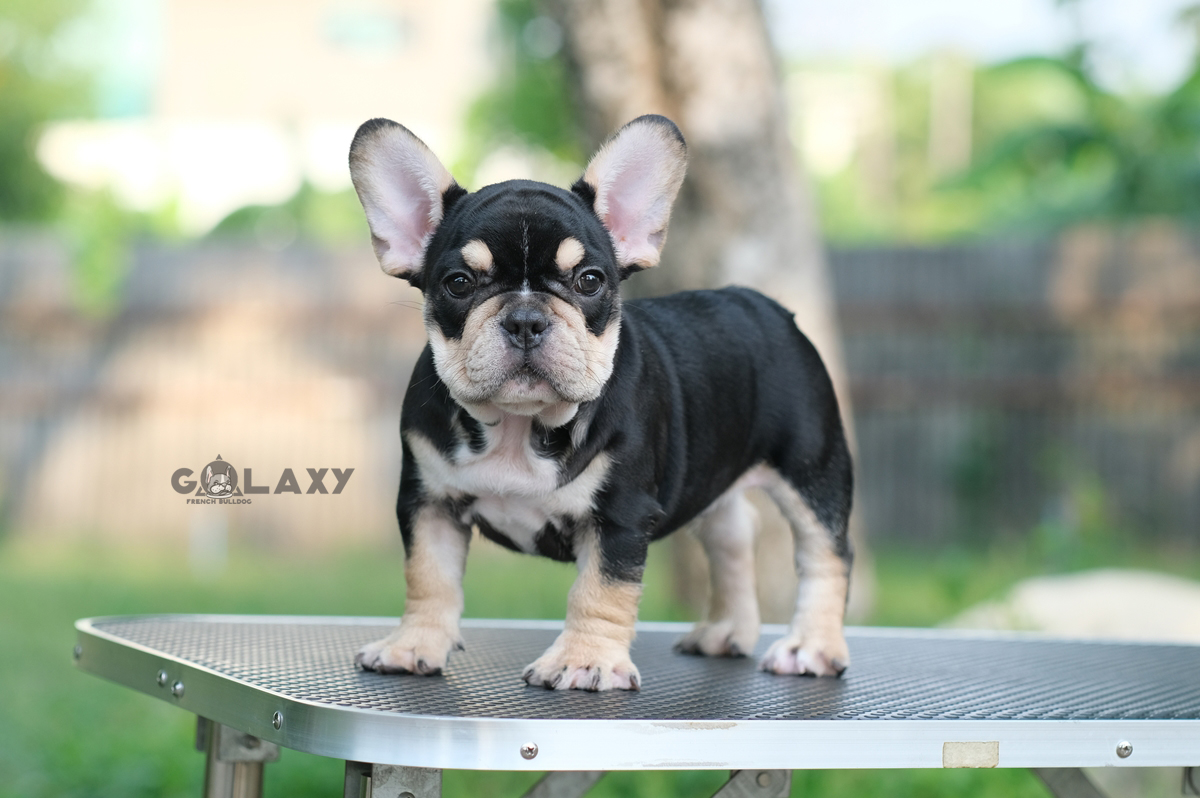 เพศผู้ สีBLACK TAN สีพิเศษ โครงสร้างสวย ตัวหนา กระดูกใหญ่ หน้าย่นๆ พื้นสีดำที่ตัวเป็นสีดำเงาสง่างามมากๆ ใครได้ไปเลี้ยงเสริมบารมี จะโชคดี ดีมีชัย และเป็นสง่าราศีกับคนจูงอย่างแน่นอน, ได้รับการฉีดวัคซีนรวมป้องกัน5โรค ,สุนัขร่างกายสมบูรณ์แข็งแรง สุขภาพจิตดีทุ