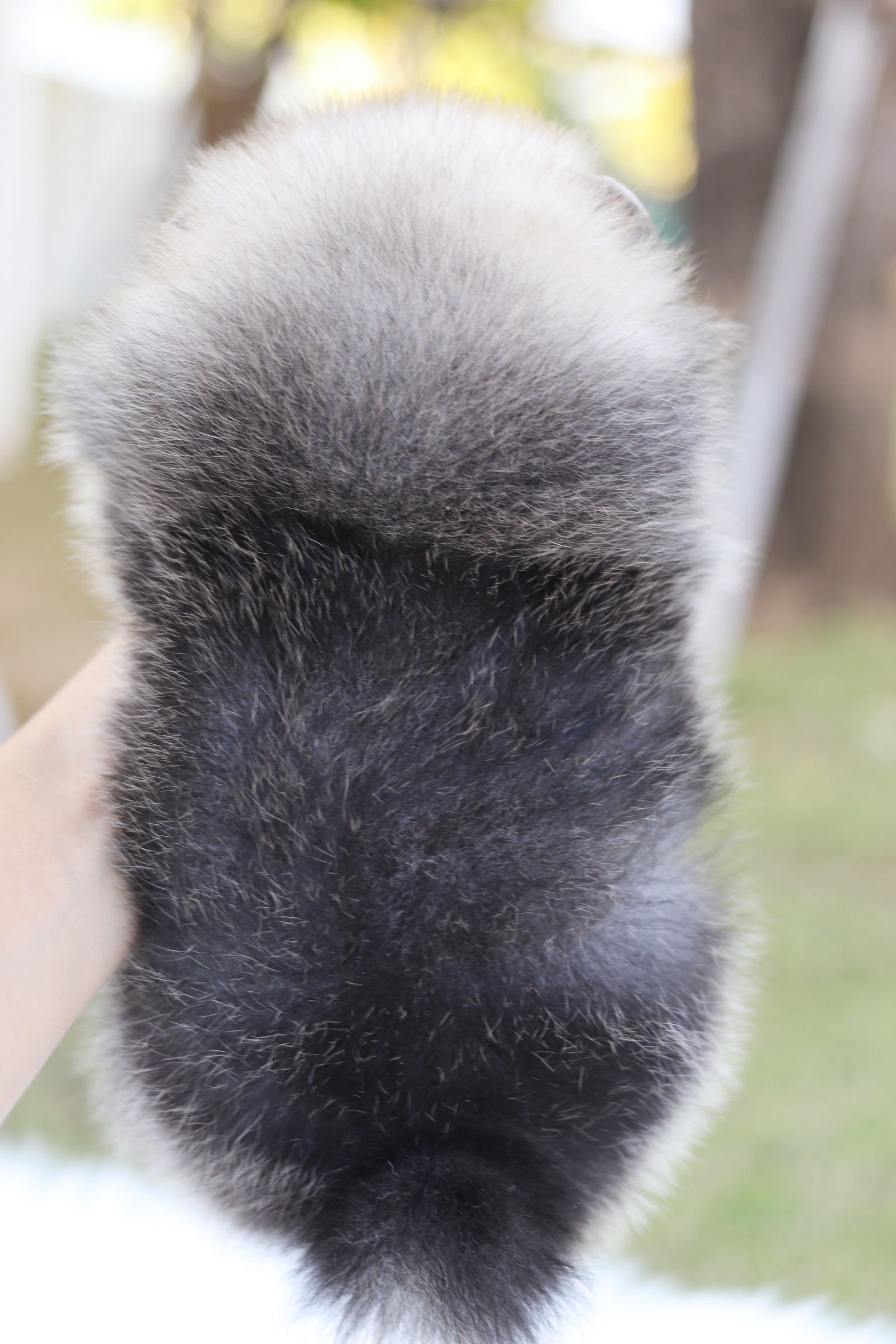 ปอมเมอเรเนียน เพศเมีย สีส้ม เกรดโชว์