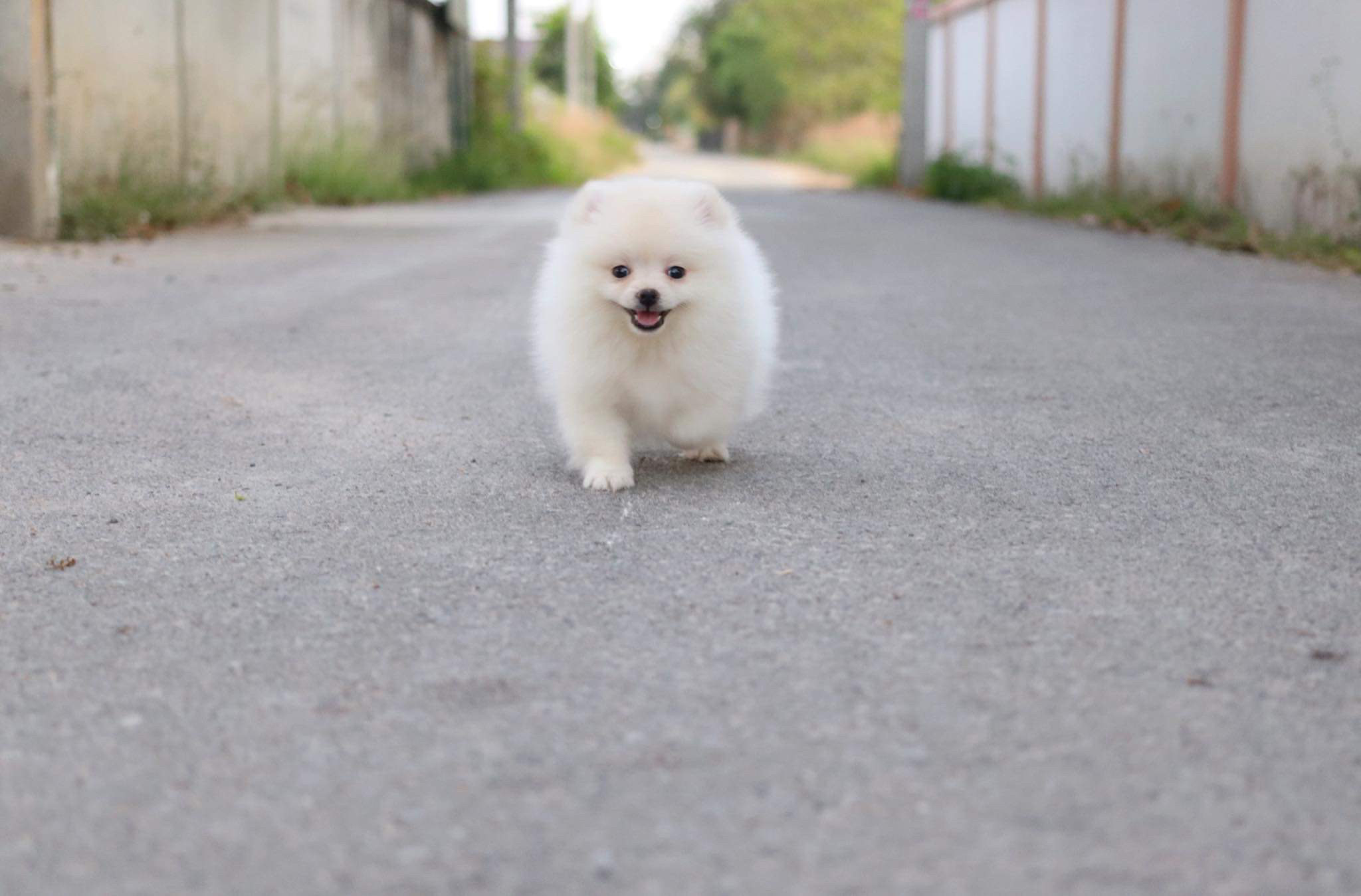 ปอมเมอเรเนียน เพศผู้