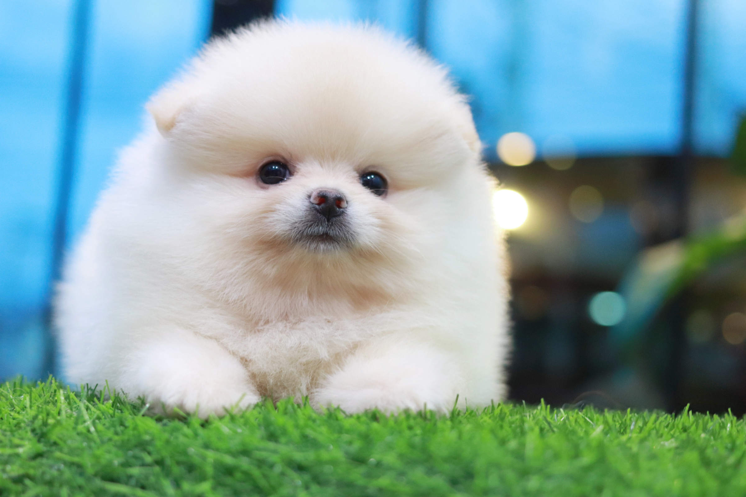 ปอมเมอเรเนียน เพศผู้สีขาวครีม