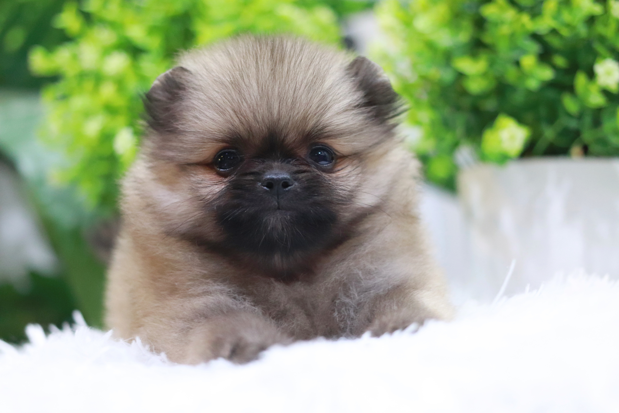 ปอมเมอเรเนียน เพศเมีย