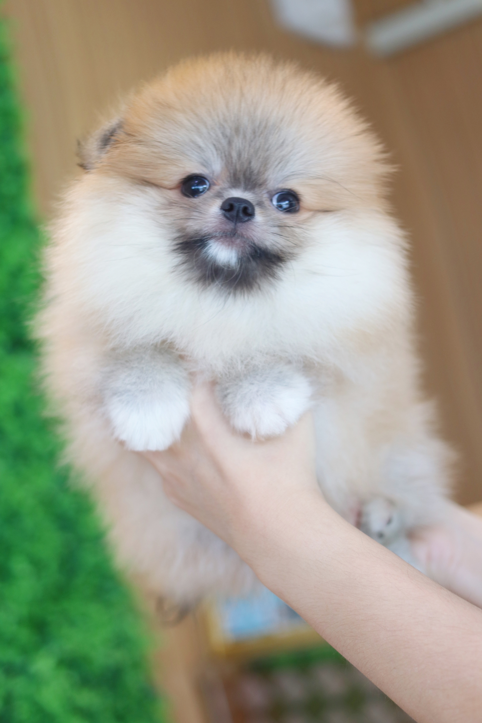 ปอมเมอเรเนียน เพศผู้สีส้ม